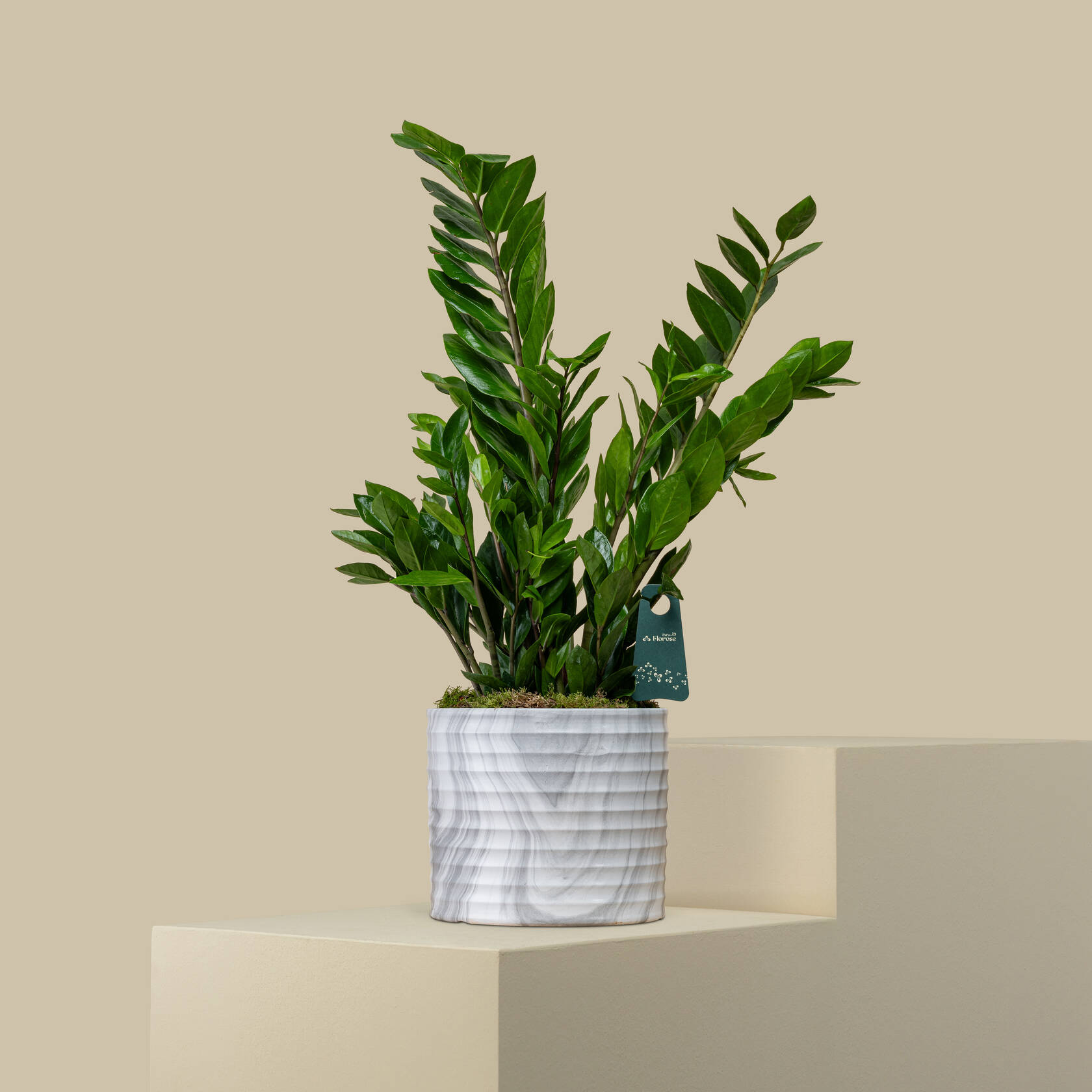 Luxurious Zanzibar Plant Luxurious Zanzibar Plant