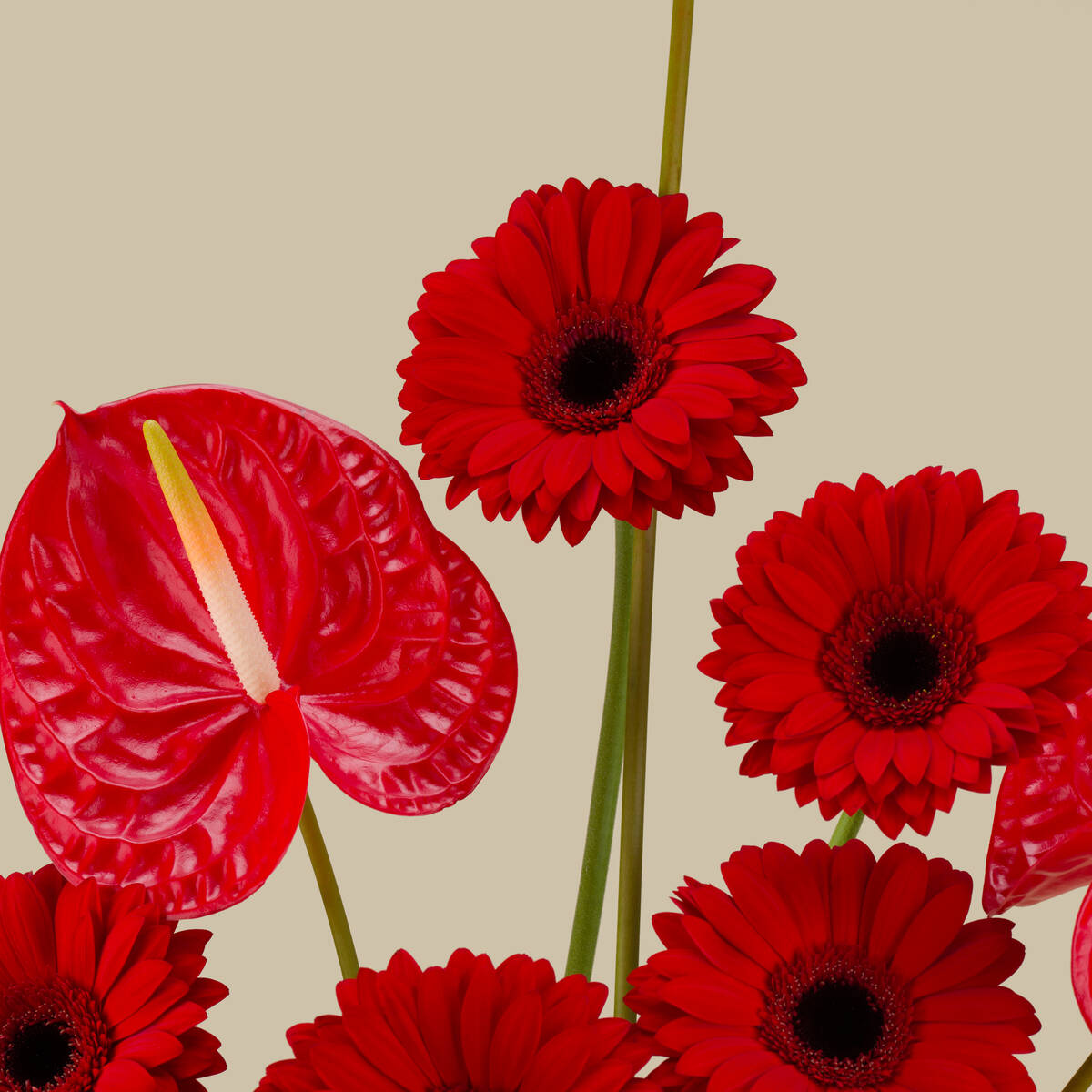 Red Twilight Premium Vase Red Twilight Premium Vase
