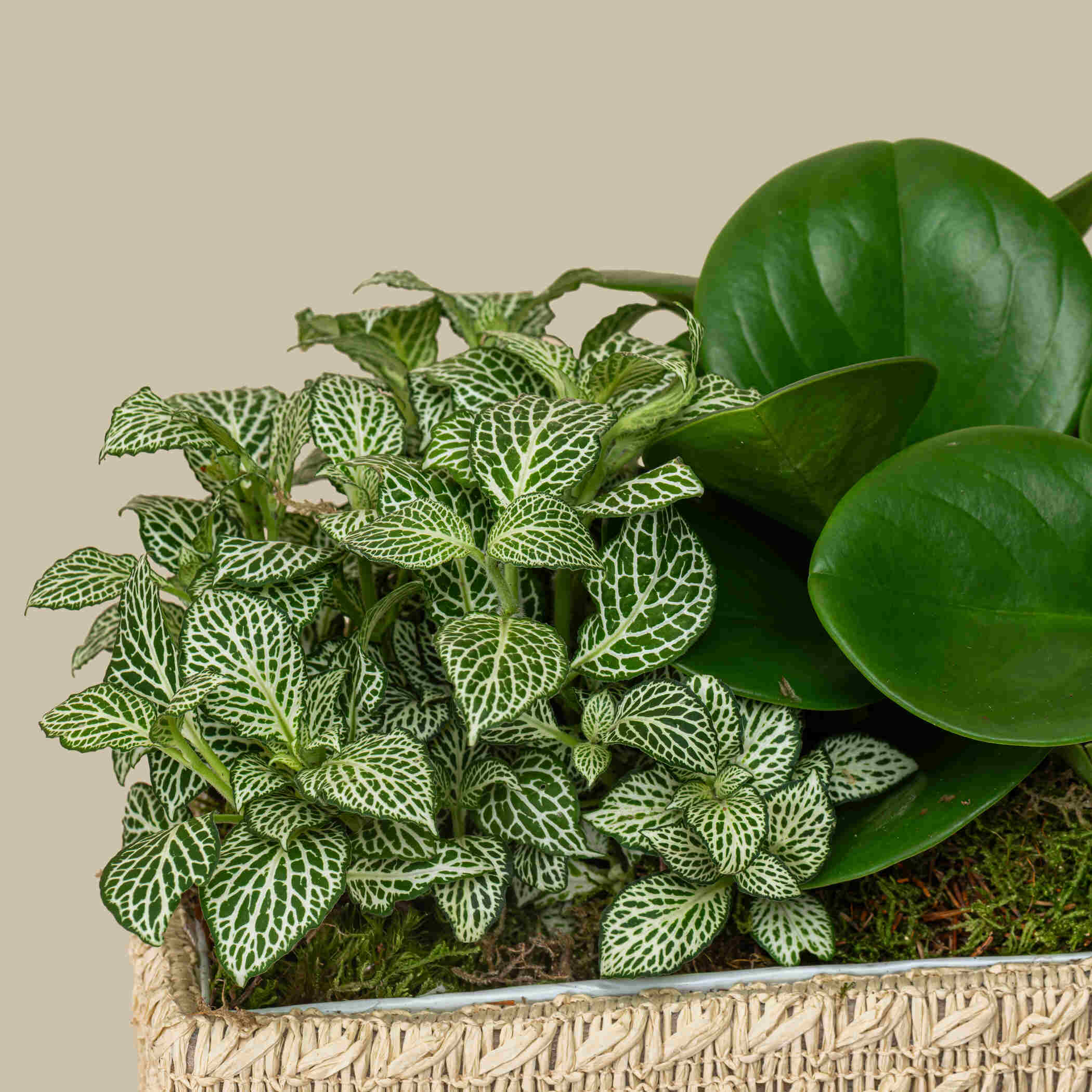 Radiant Green Basket Radiant Green Basket