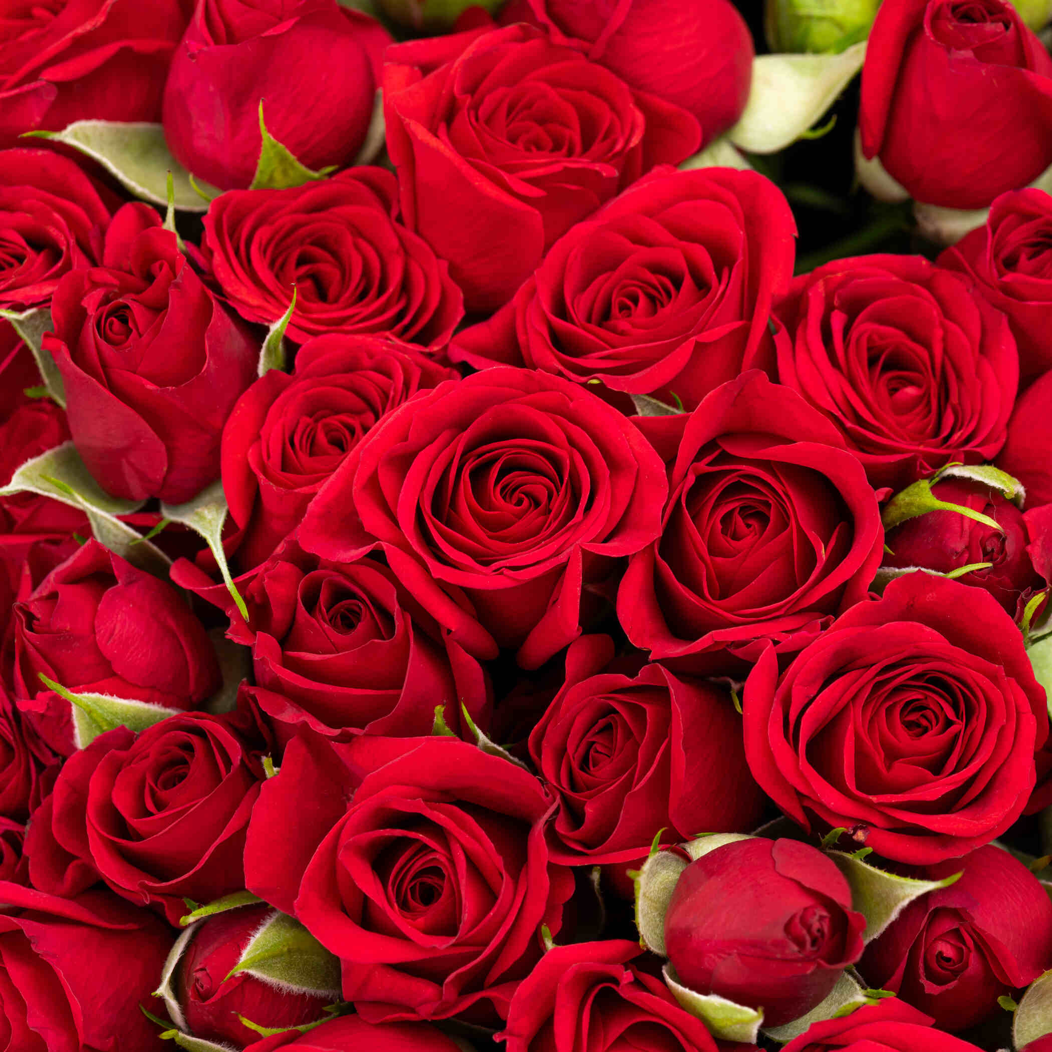 Glowing Spray Rose Bouquet Red | 30 Flowers Glowing Spray Rose Bouquet Red | 30 Flowers