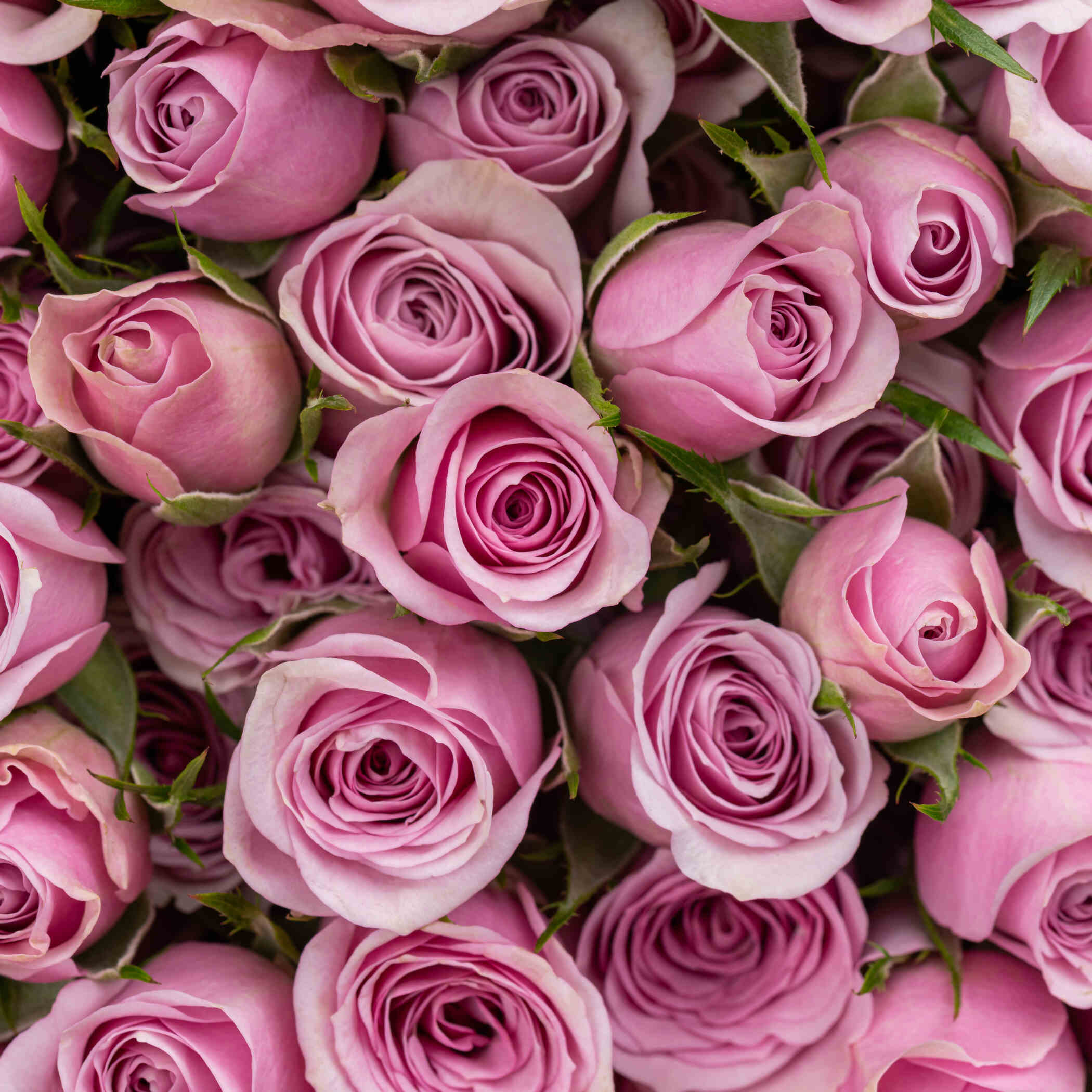 Iconic Spray Rose Vase Light Purple | 20 Flowers Iconic Spray Rose Vase Light Purple | 20 Flowers