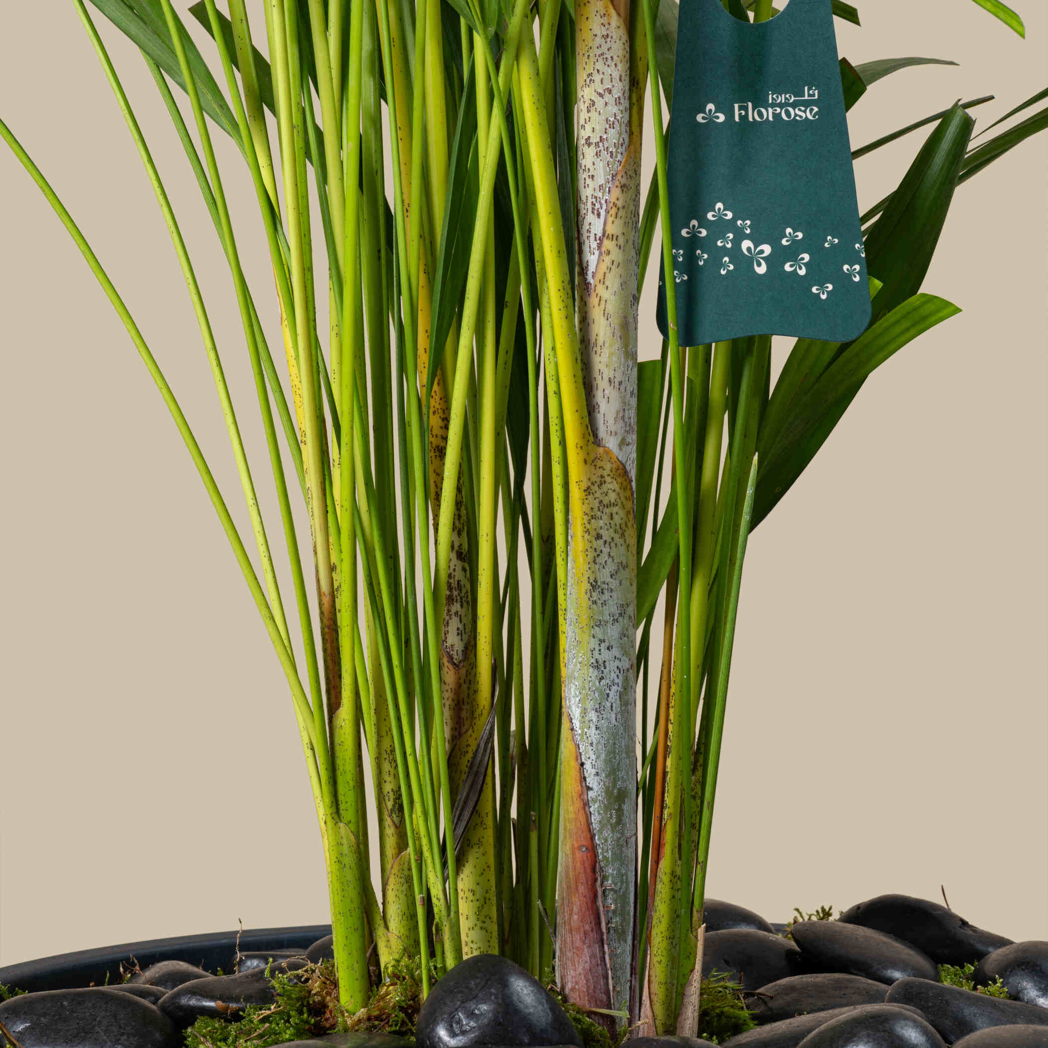 Camedorea Harmonious Plant Camedorea Harmonious Plant