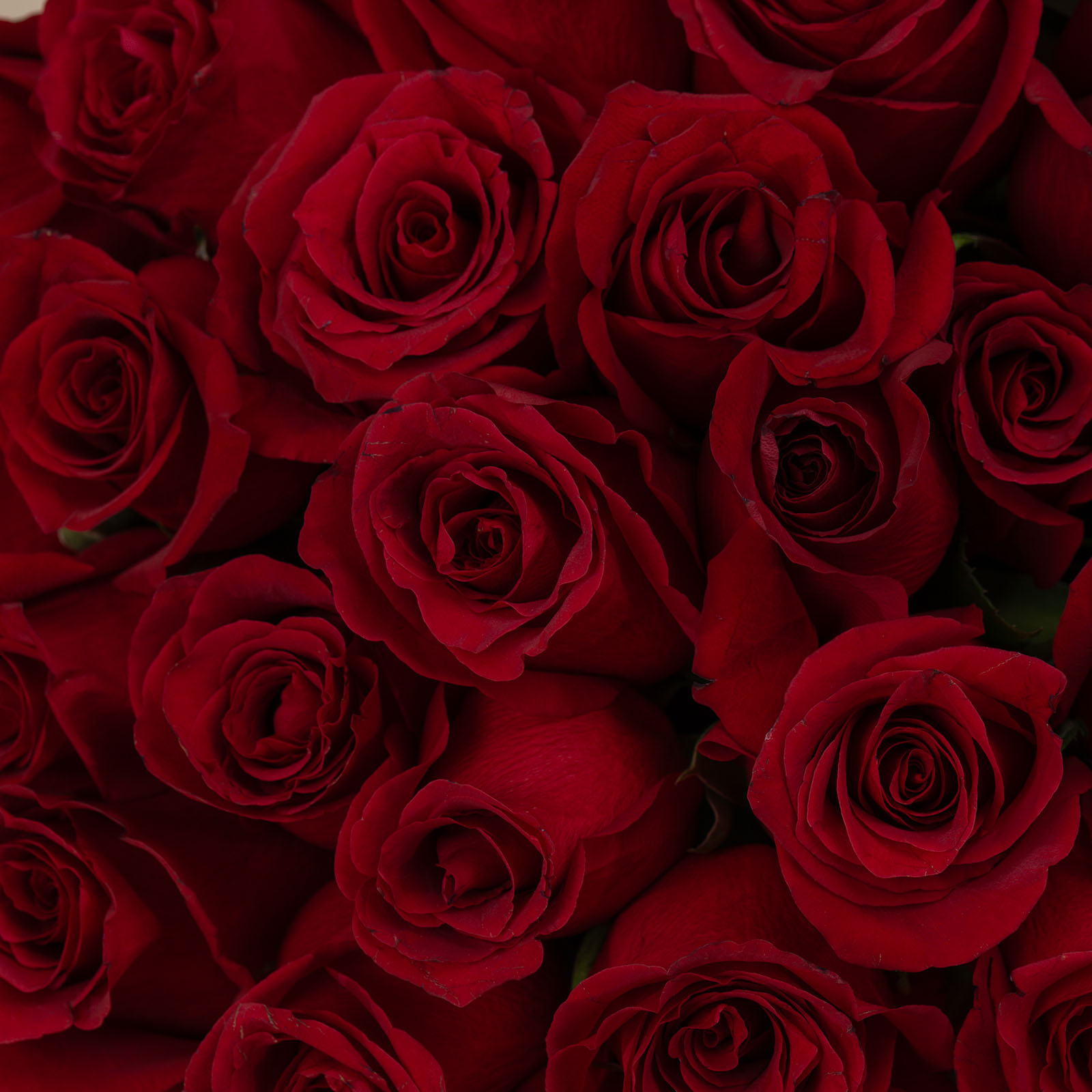 Exquisite Rose Bouquet Red | 35 Flowers Exquisite Rose Bouquet Red | 35 Flowers