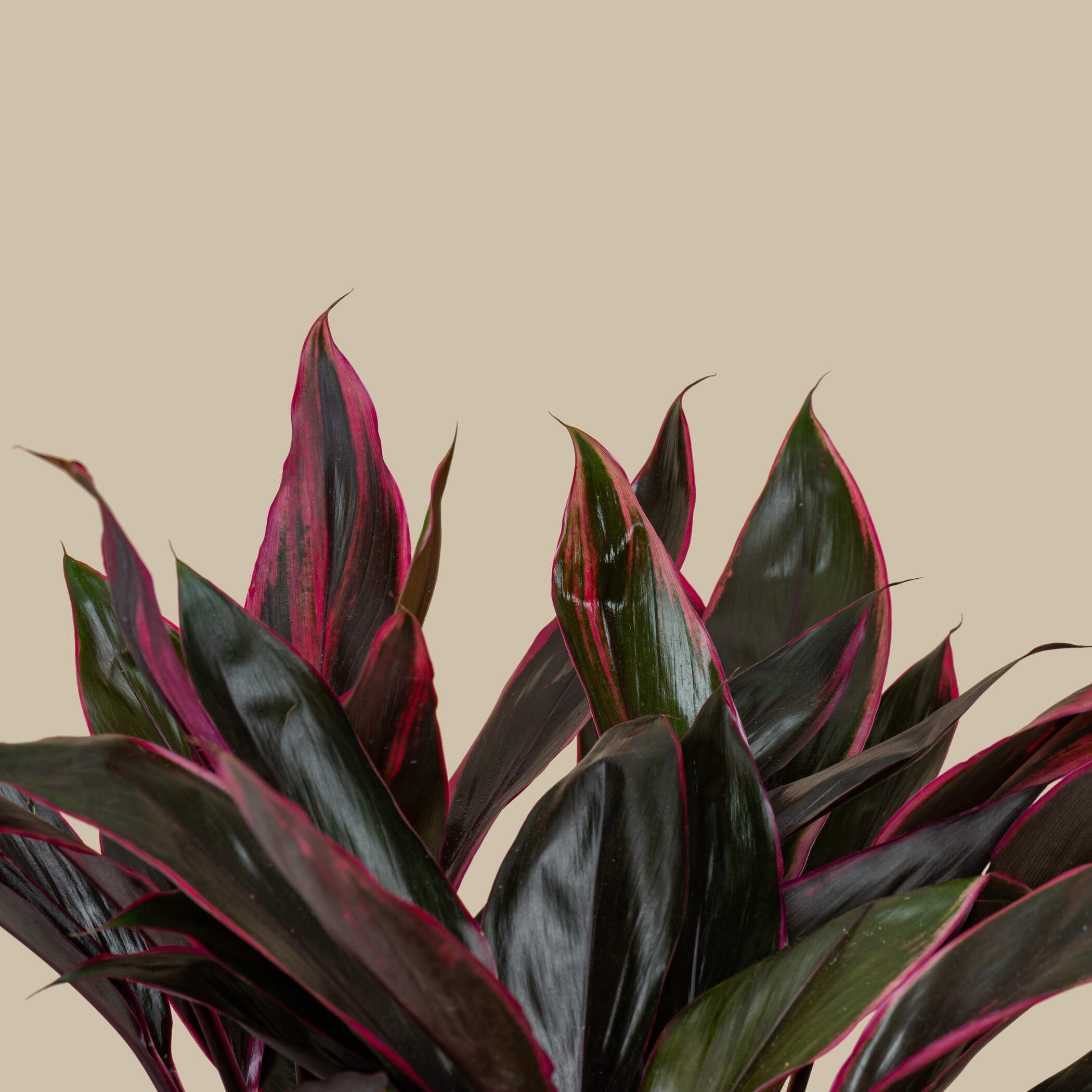 Luxury Cordyline Plant Luxury Cordyline Plant