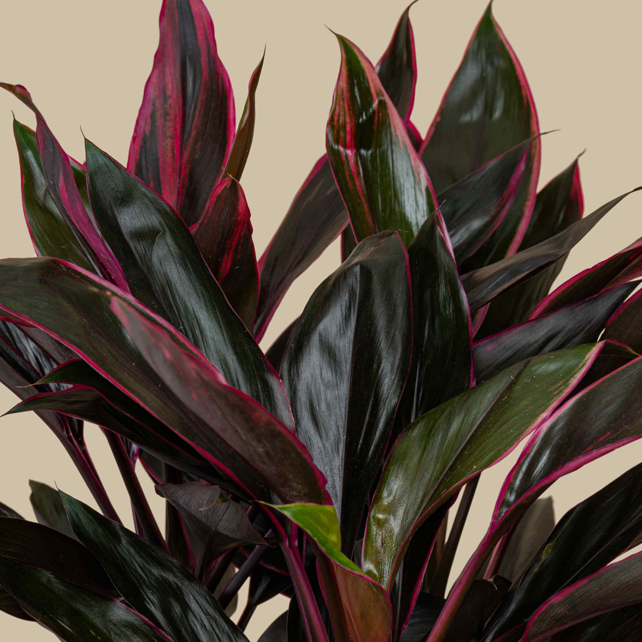 Luxury Cordyline Plant Luxury Cordyline Plant