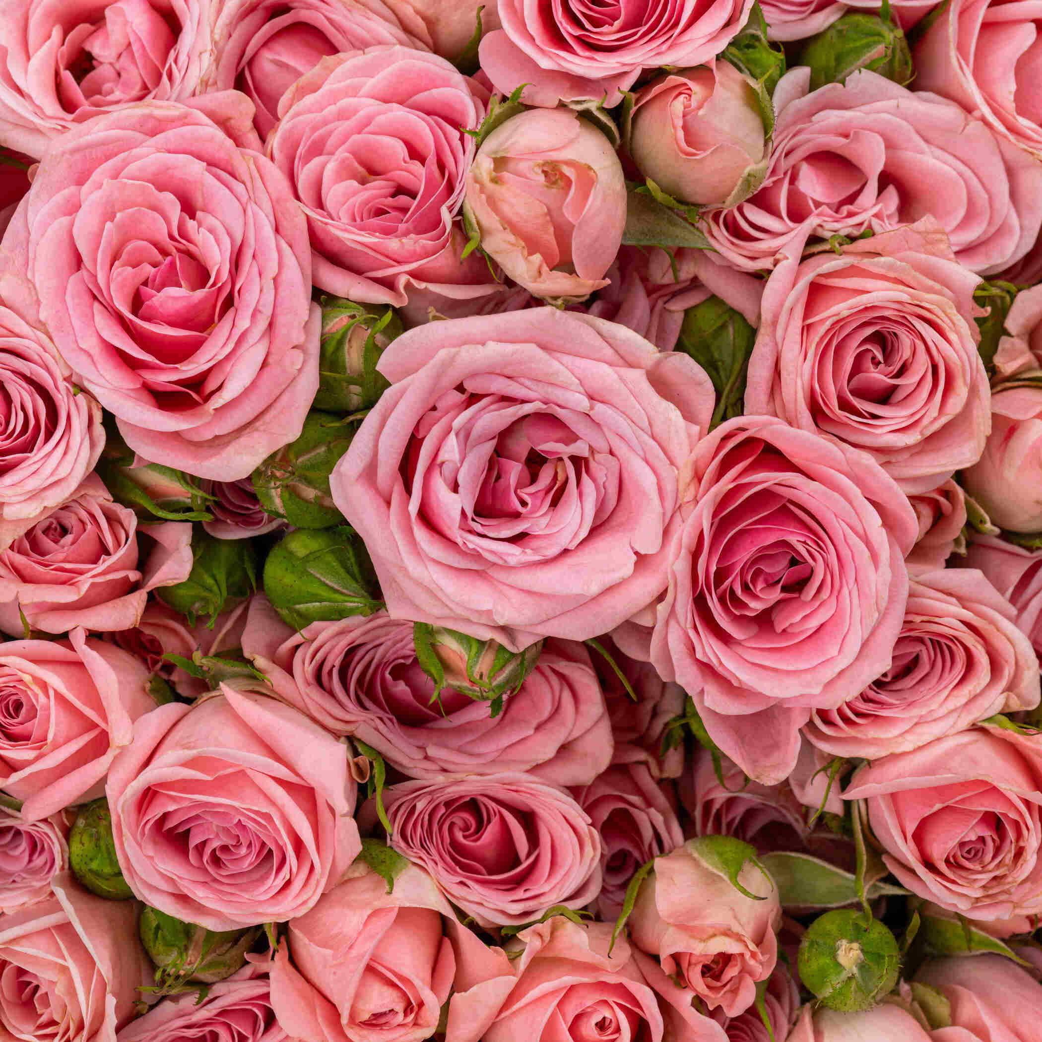 Glowing Spray Rose Bouquet Pink | 30 Flowers Glowing Spray Rose Bouquet Pink | 30 Flowers