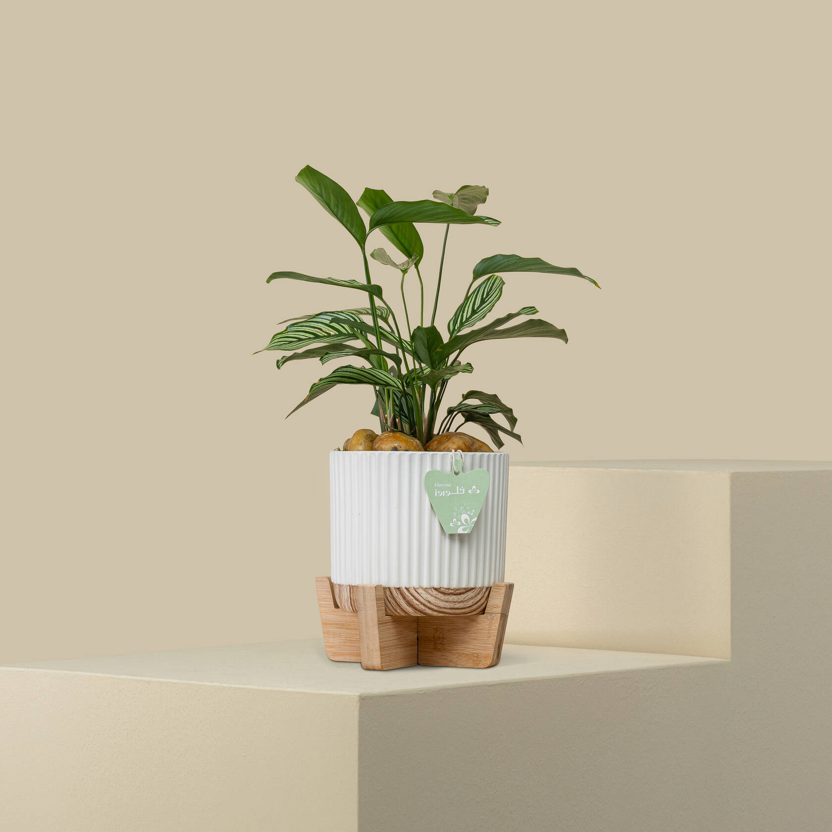 Calathea Tender Plant Calathea Tender Plant