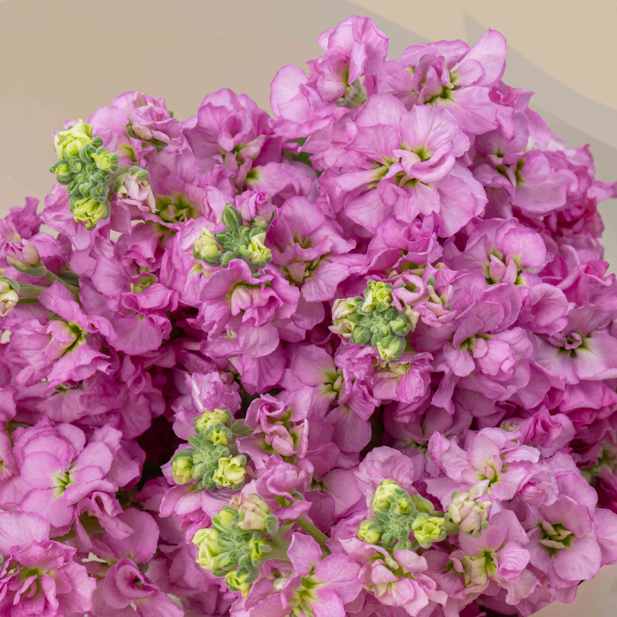 Pink Matthiola Bouquet Pink Matthiola Bouquet