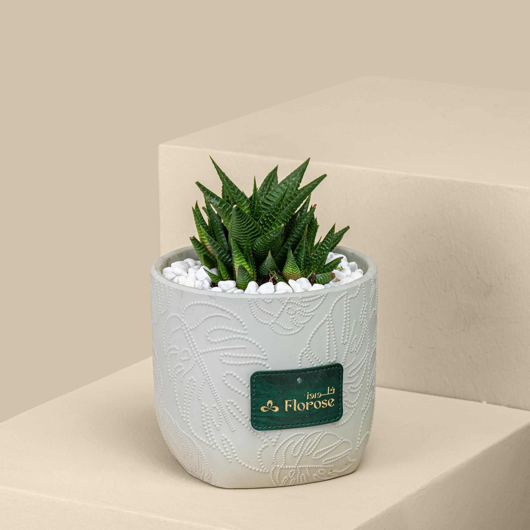Small Haworthia Plant Small Haworthia Plant