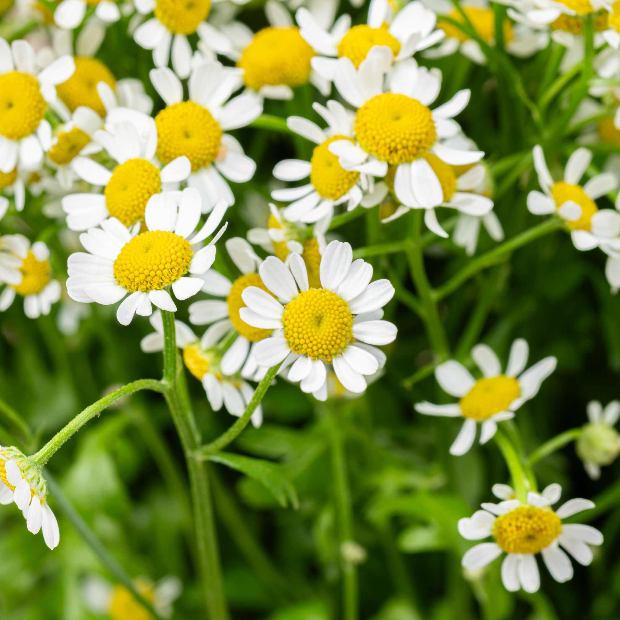 Tanacetum Vase Tanacetum Vase