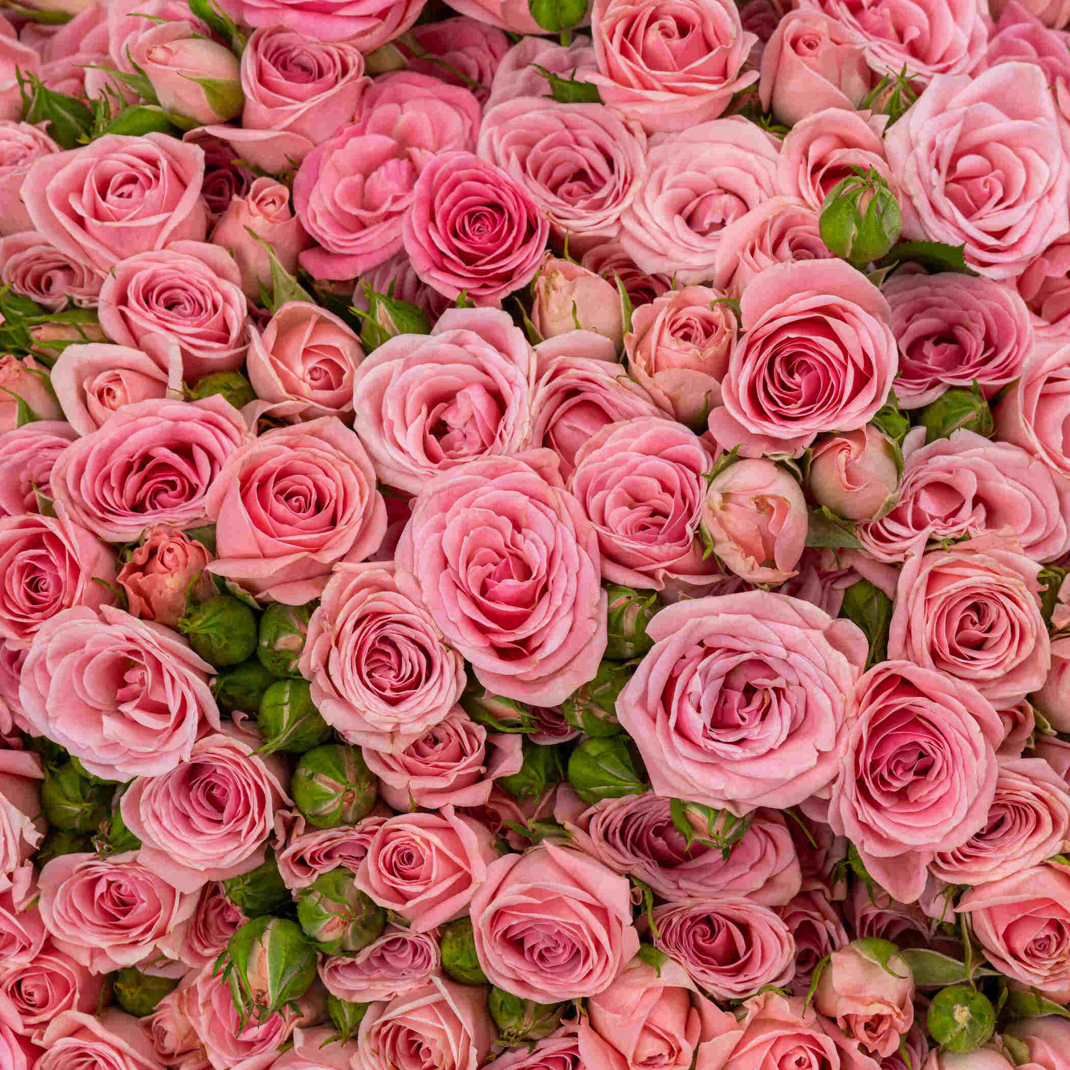 Fresh Spray Rose Square Vase Pink | 15 Flowers Fresh Spray Rose Square Vase Pink | 15 Flowers