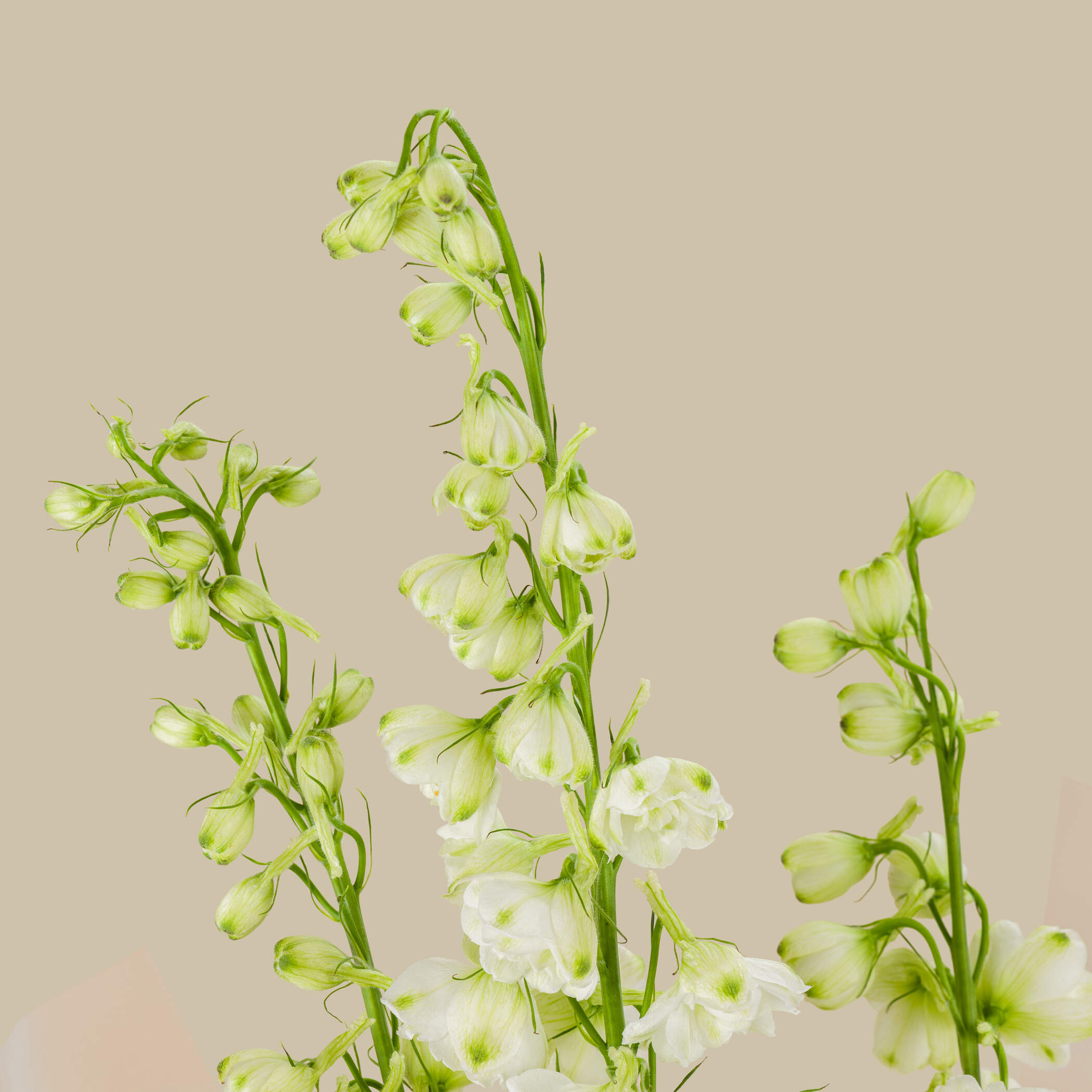 Spring Blossoms Bouquet | Congratulation For Graduation Topper Spring Blossoms Bouquet | Congratulation For Graduation Topper