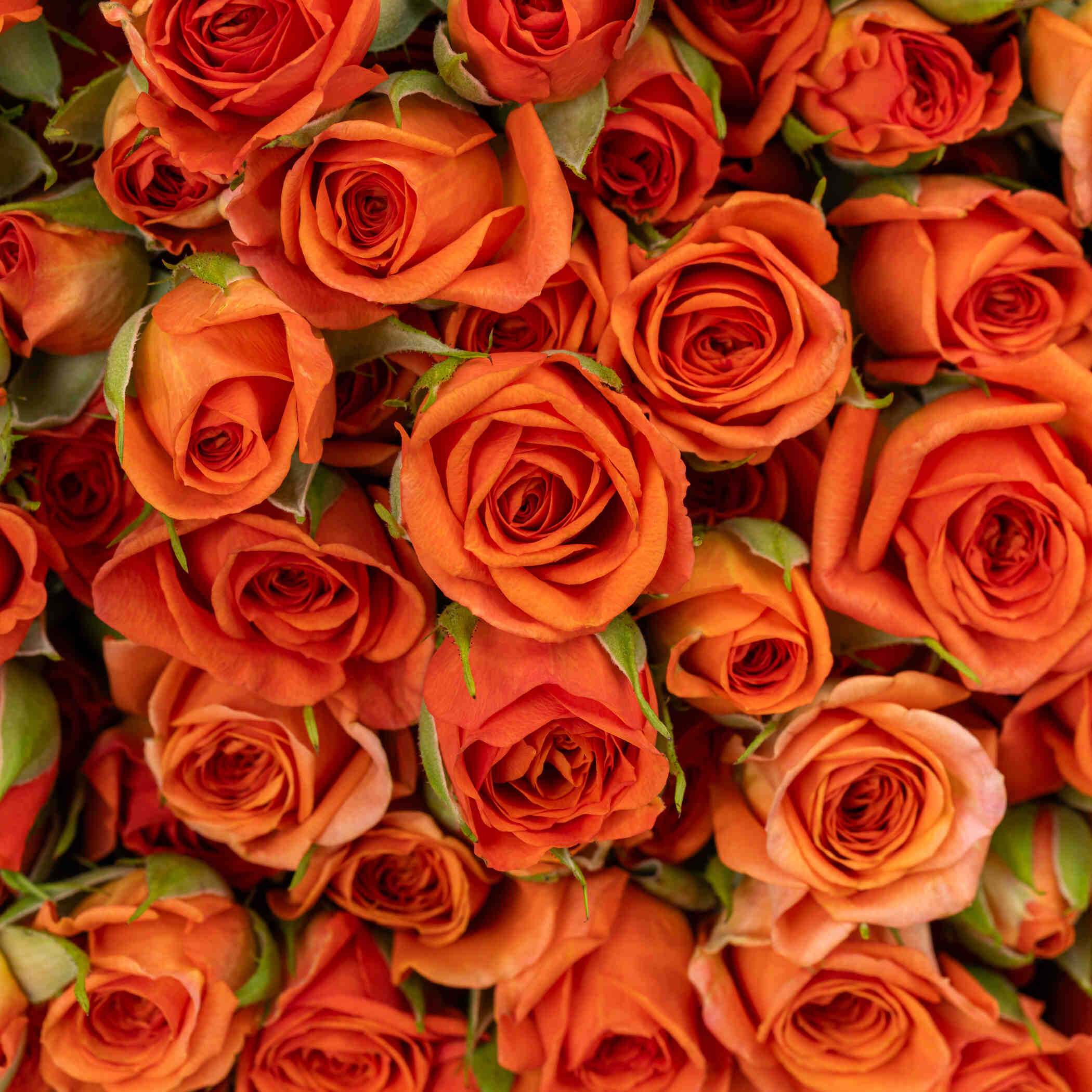 Glowing Spray Rose Bouquet Orange | 30 Flowers Glowing Spray Rose Bouquet Orange | 30 Flowers