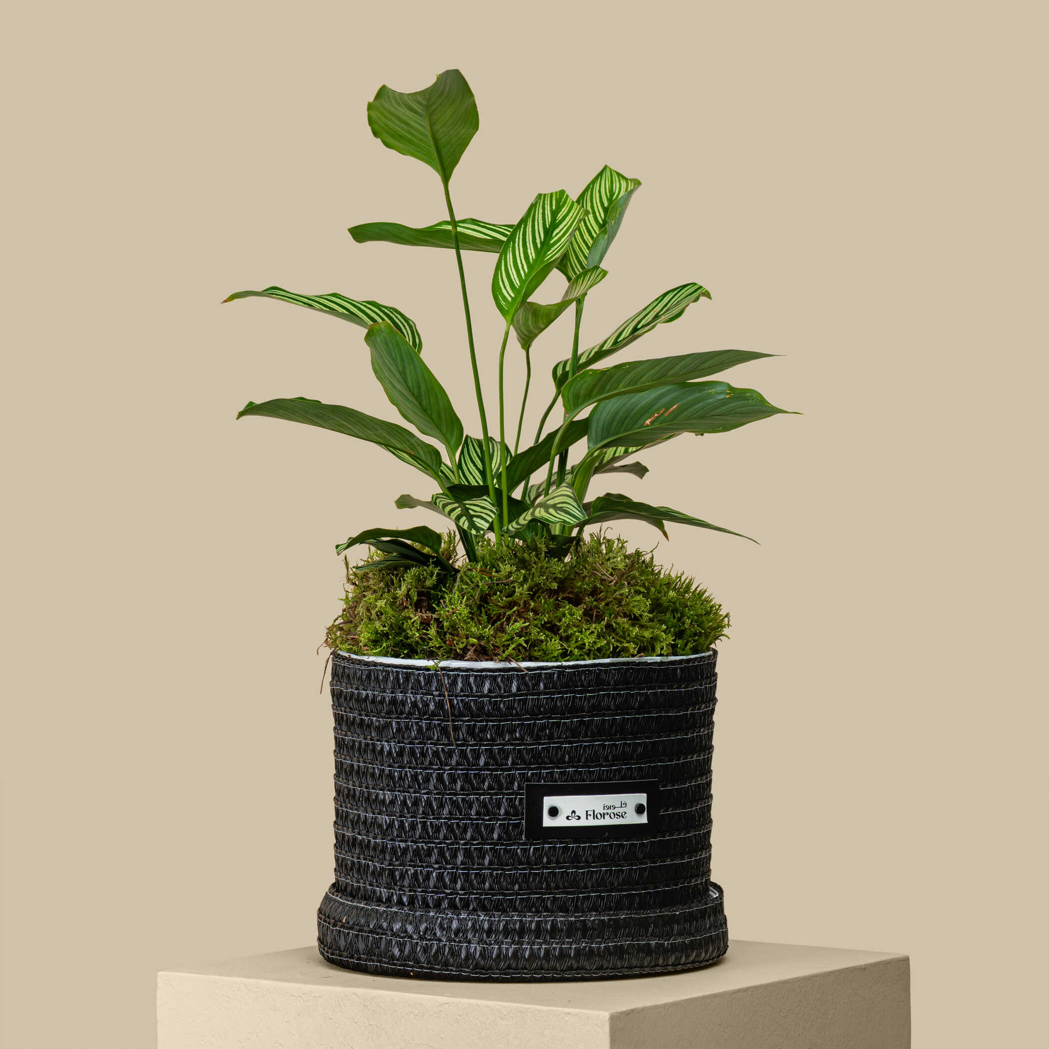 Radiant Calathea Plant Radiant Calathea Plant
