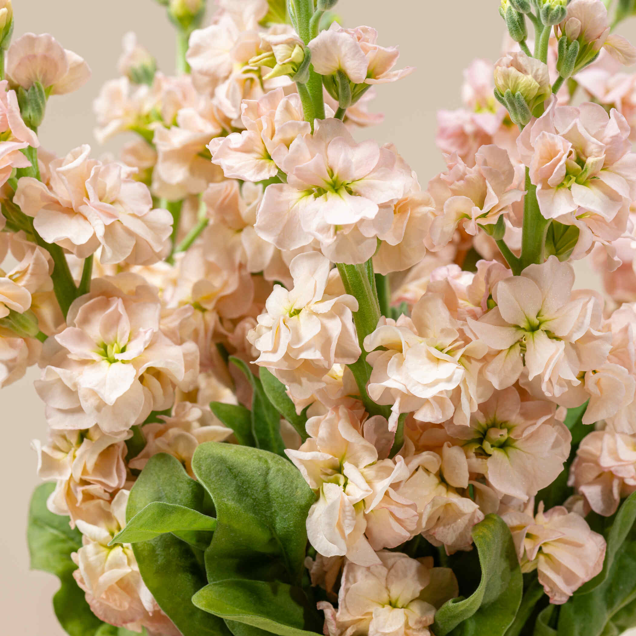 Peach Matthiola Vase Peach Matthiola Vase