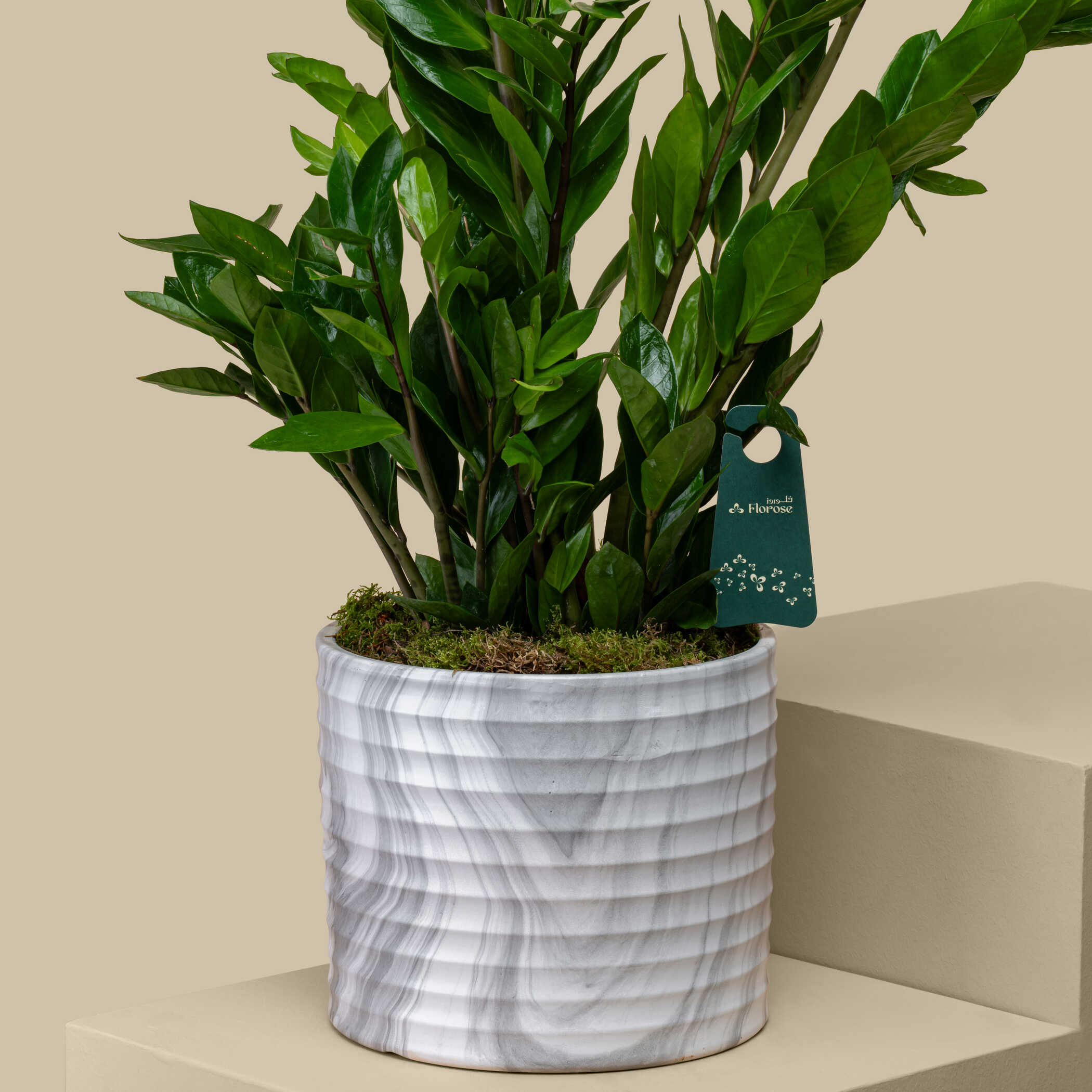Luxurious Zanzibar Plant Luxurious Zanzibar Plant