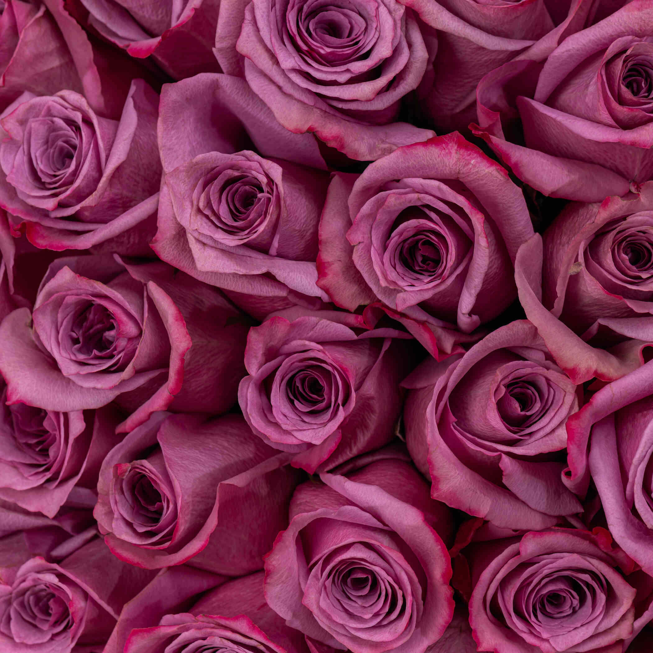 Kooheji Omnia Earring | Delicate Rose Bouquet Purple 50 Flowers Kooheji Omnia Earring | Delicate Rose Bouquet Purple 50 Flowers