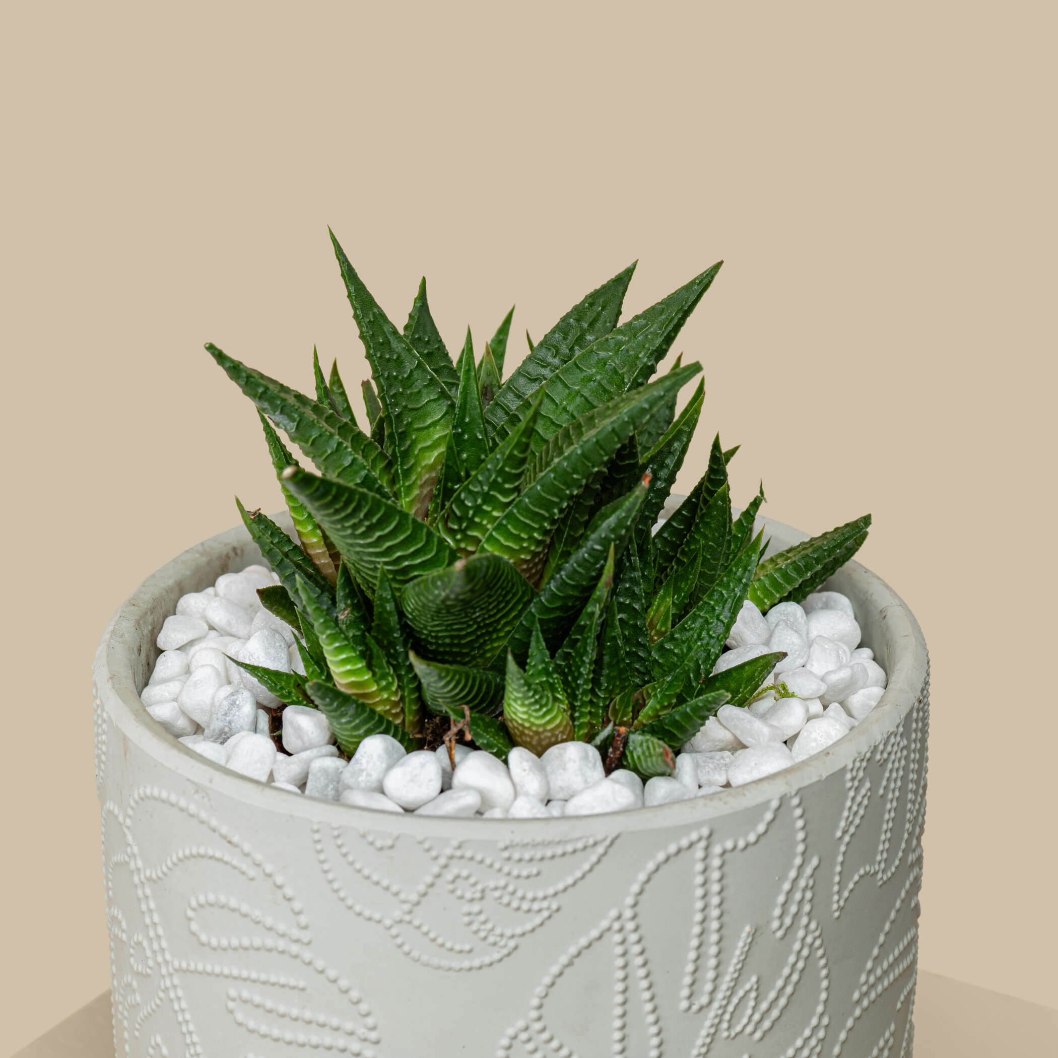 Small Haworthia Plant Small Haworthia Plant