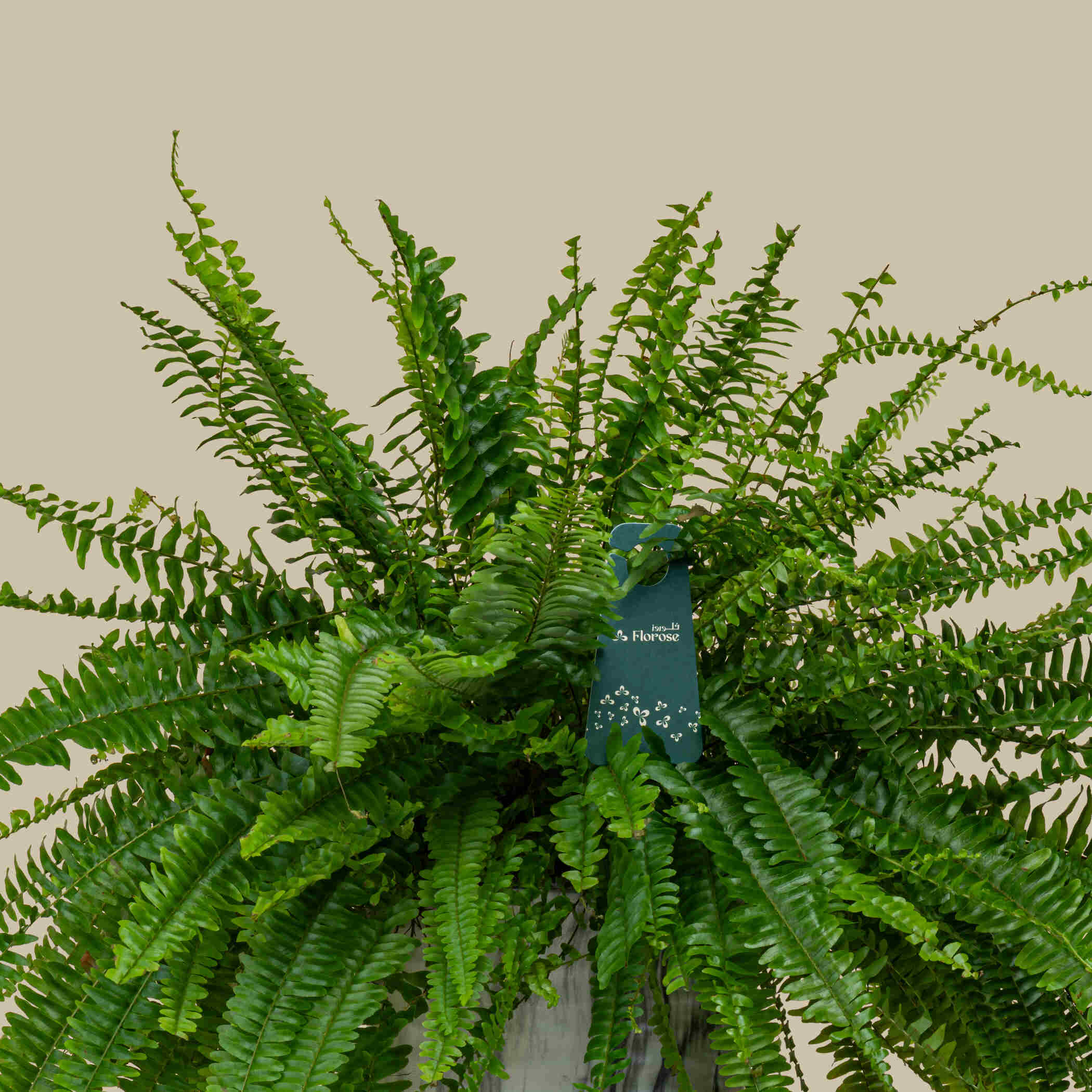 Glowing Boston Fern Glowing Boston Fern