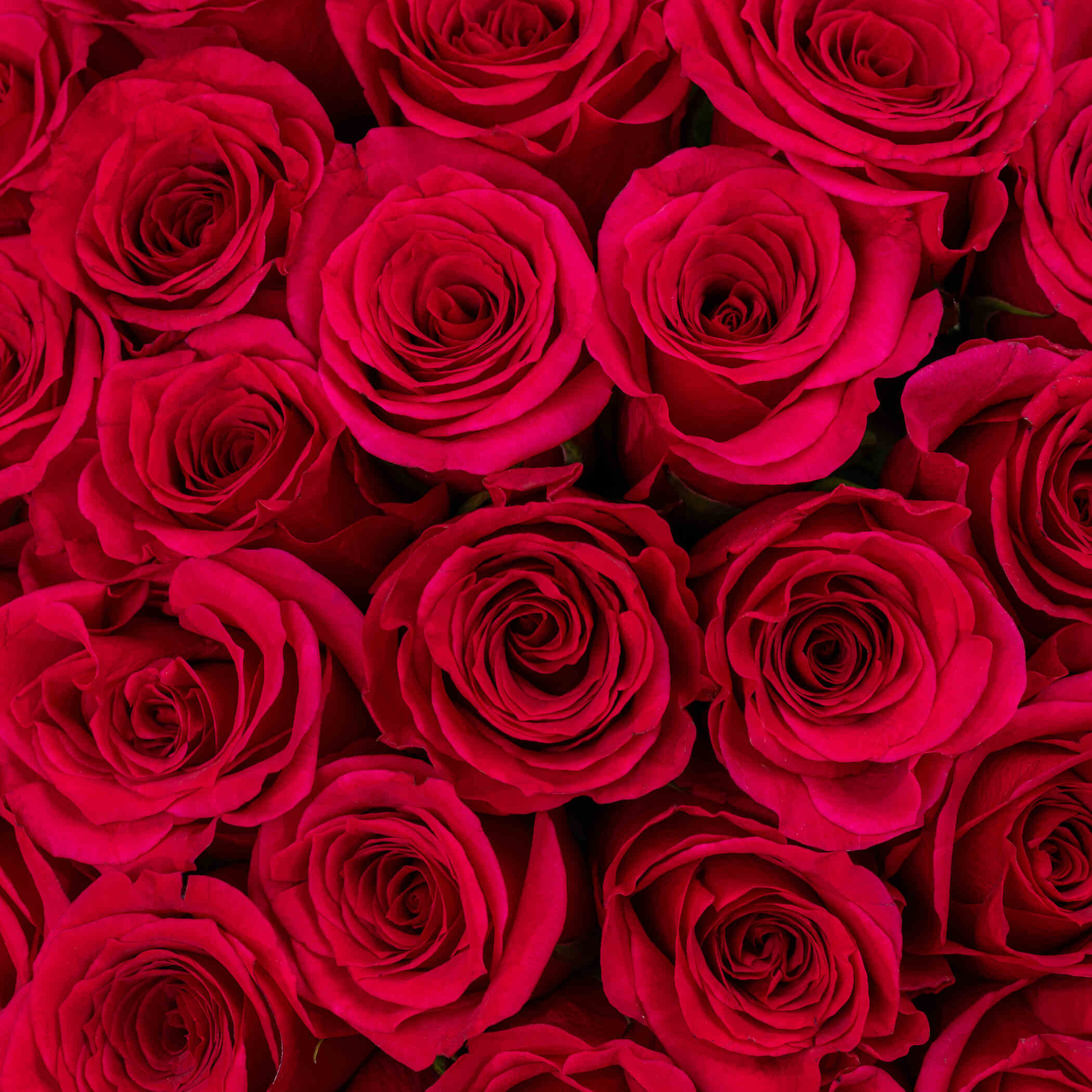 Bostani Medium Box Of Rose Chocolates | Fuchsia Rose Bouquet Bostani Medium Box Of Rose Chocolates | Fuchsia Rose Bouquet