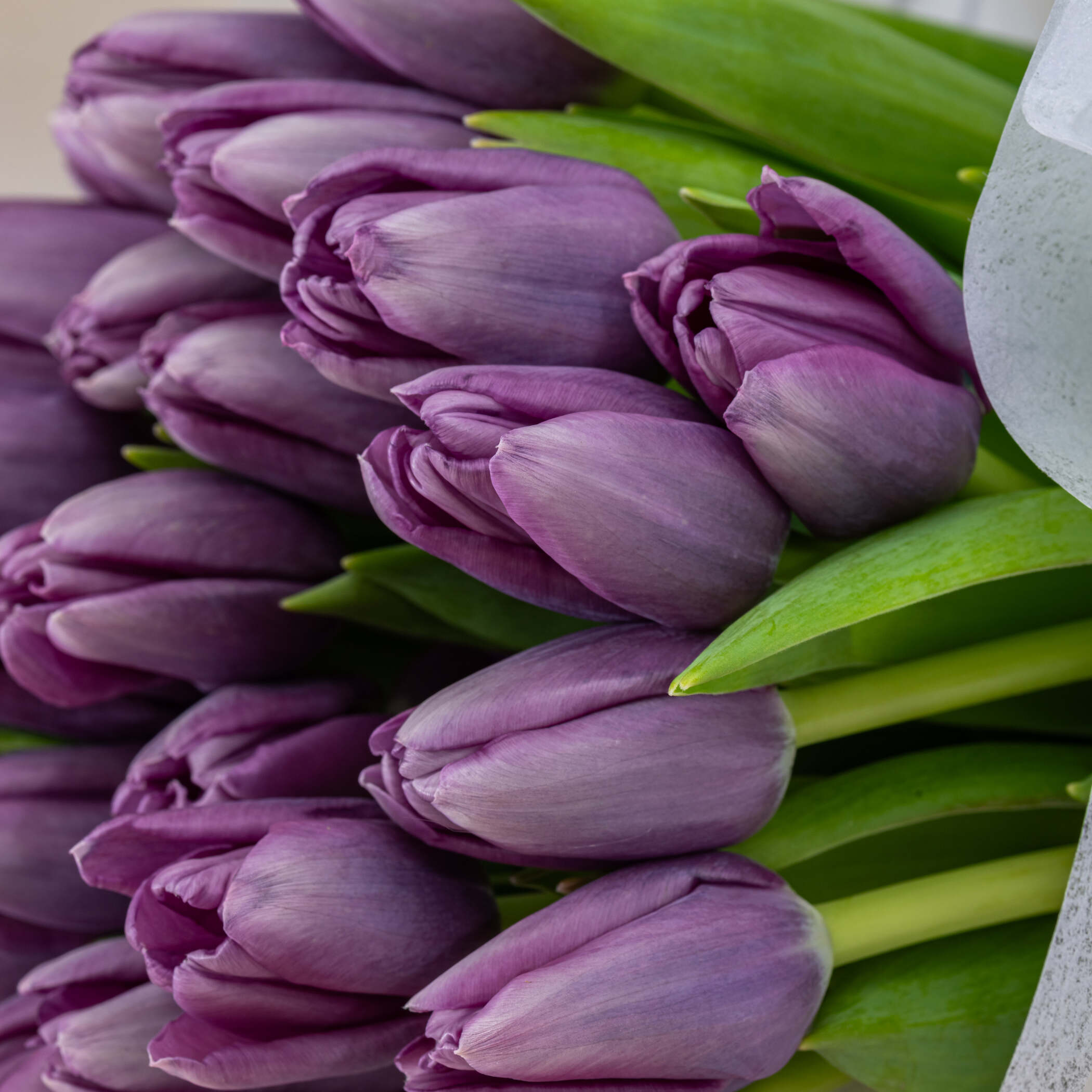 باقة التوليب البنفسجي الداكن باقة التوليب البنفسجي الداكن