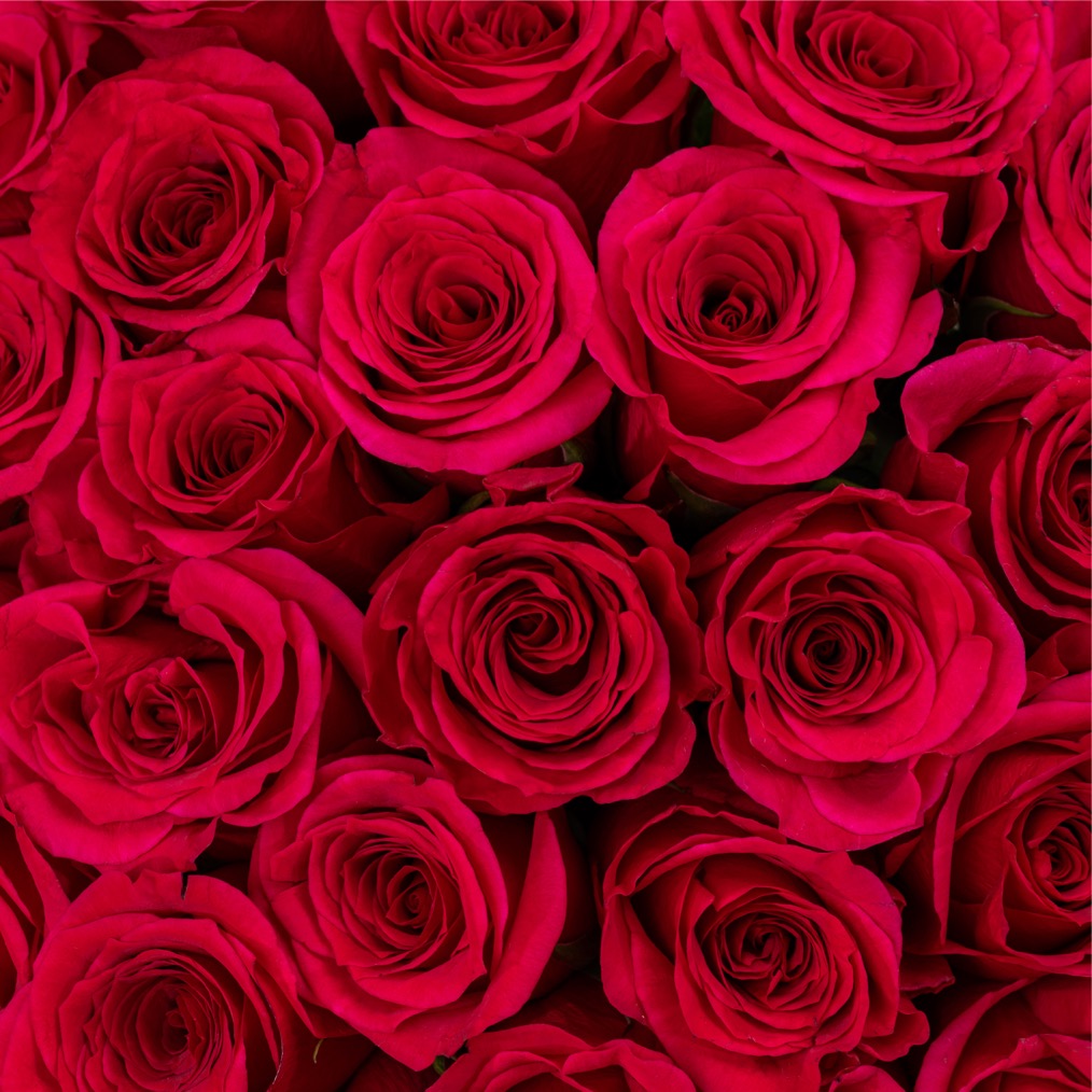 Passionate Rose Bouquet Fuchsia | 15 Flowers Passionate Rose Bouquet Fuchsia | 15 Flowers