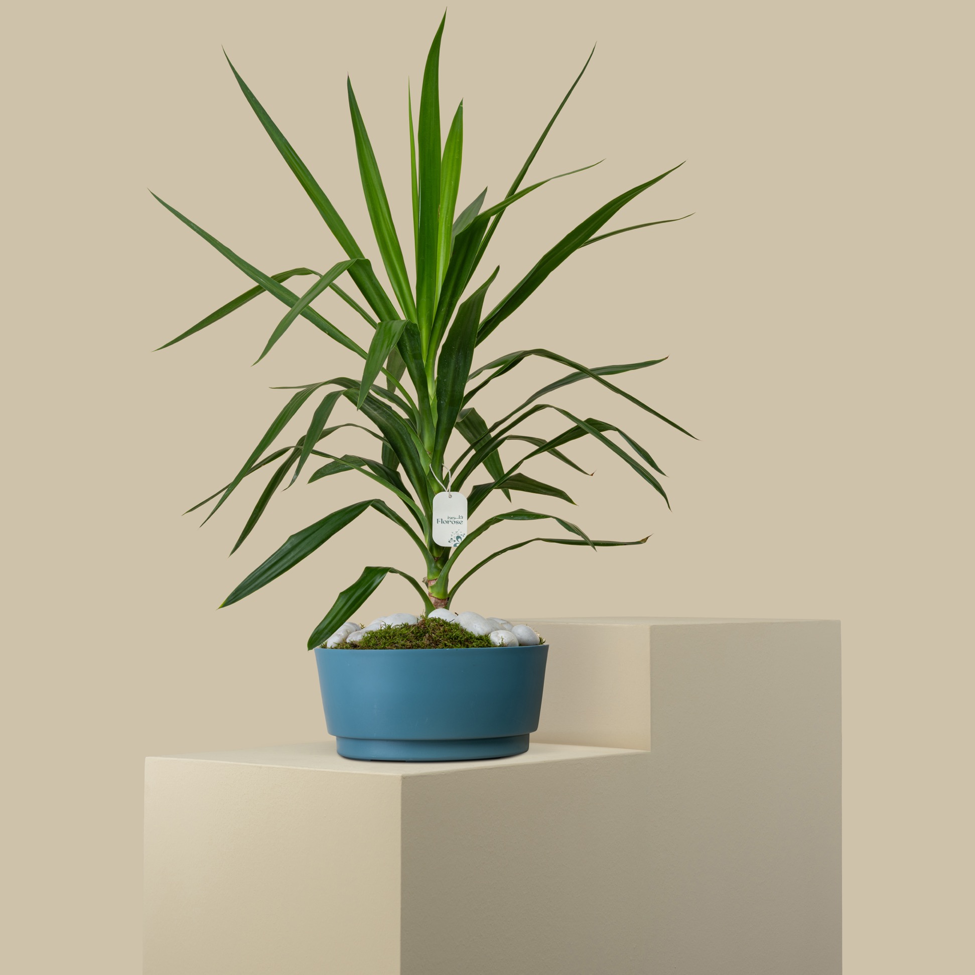 Unique Yucca Plant Unique Yucca Plant