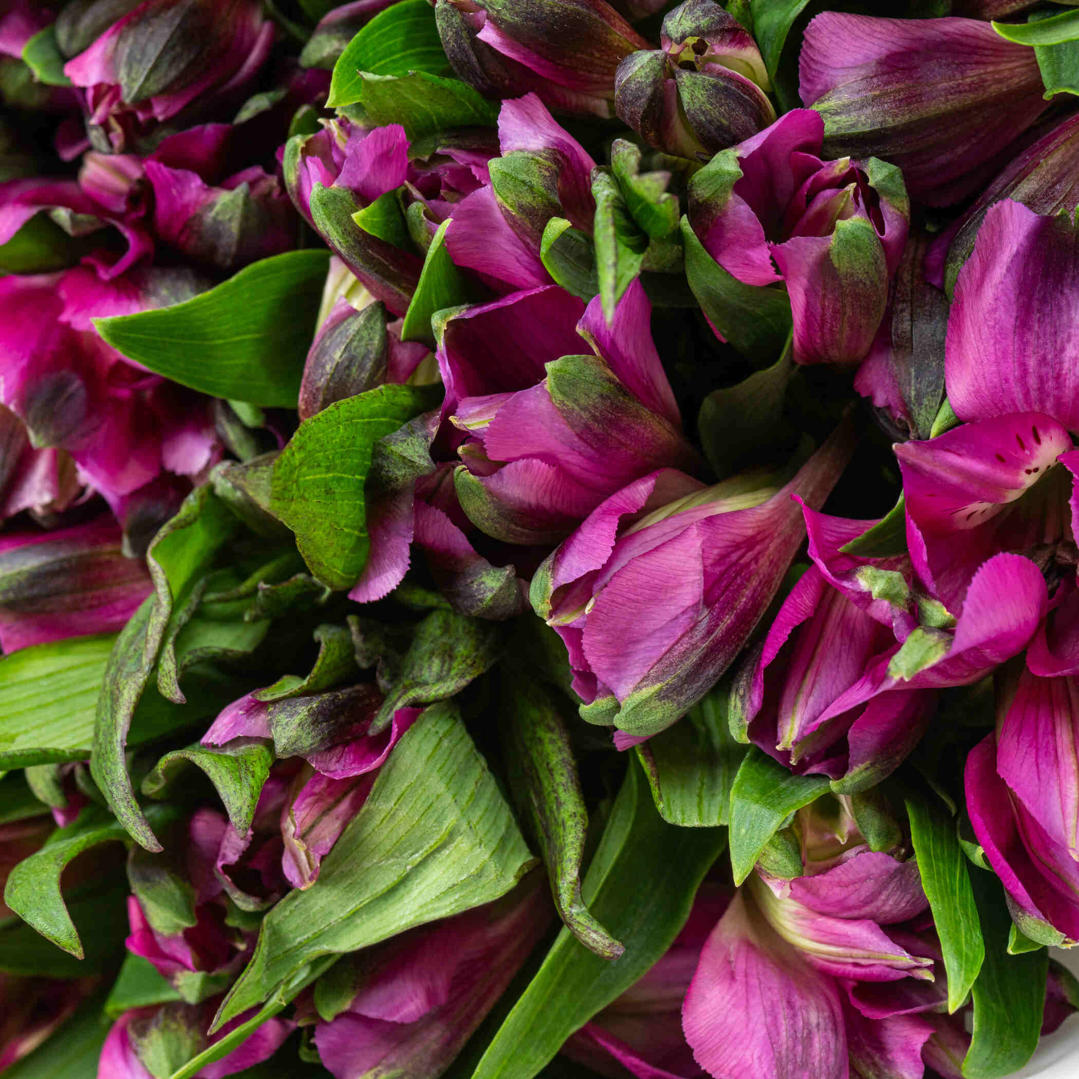 Dark Purple Alstroemeria Bouquet Dark Purple Alstroemeria Bouquet