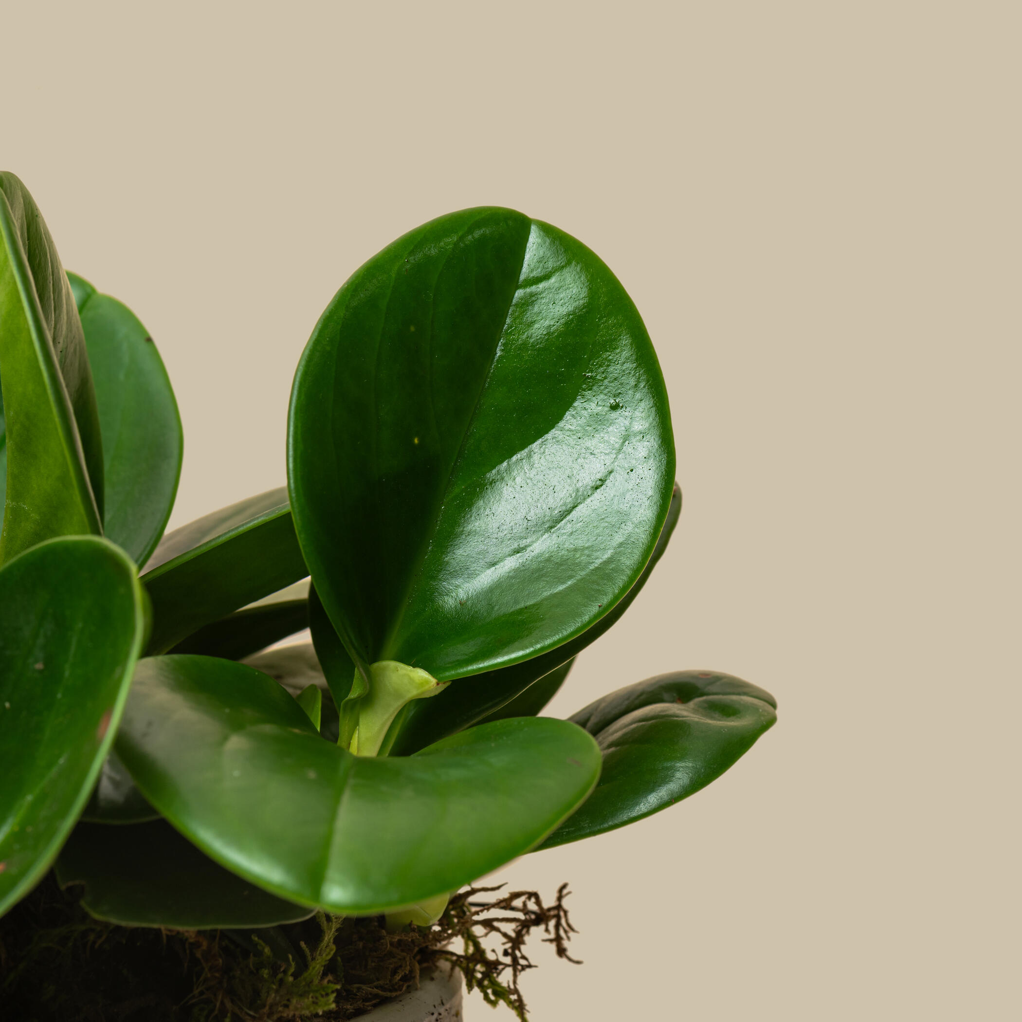Striking Pepromia Plant Striking Pepromia Plant
