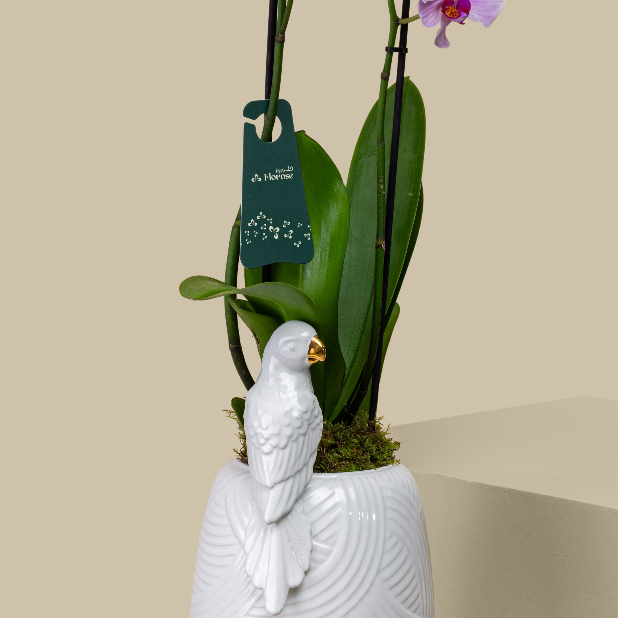 Sophisticated Orchid Sophisticated Orchid