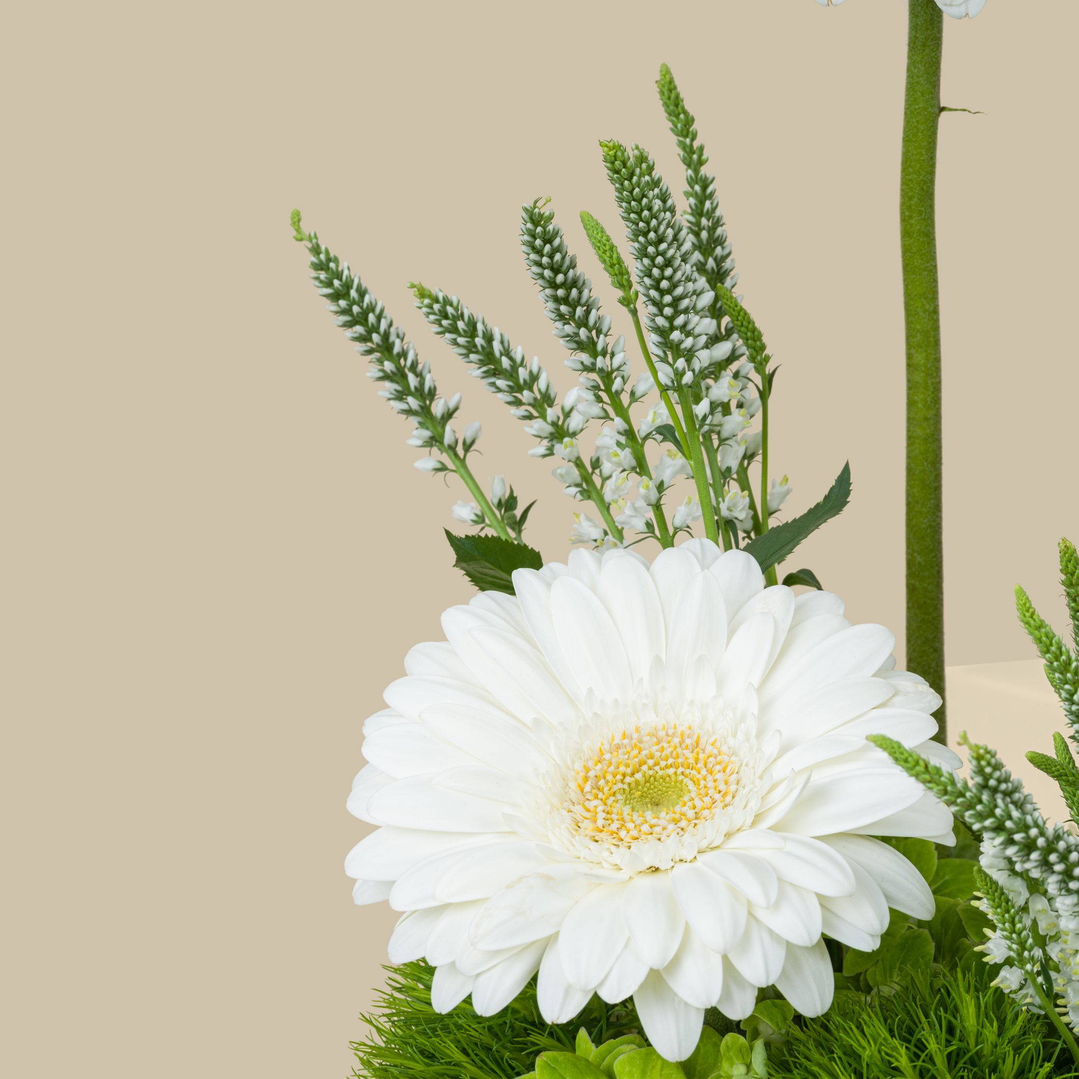 Replica Flying Maison Margiela | White Purity Flowers Replica Flying Maison Margiela | White Purity Flowers