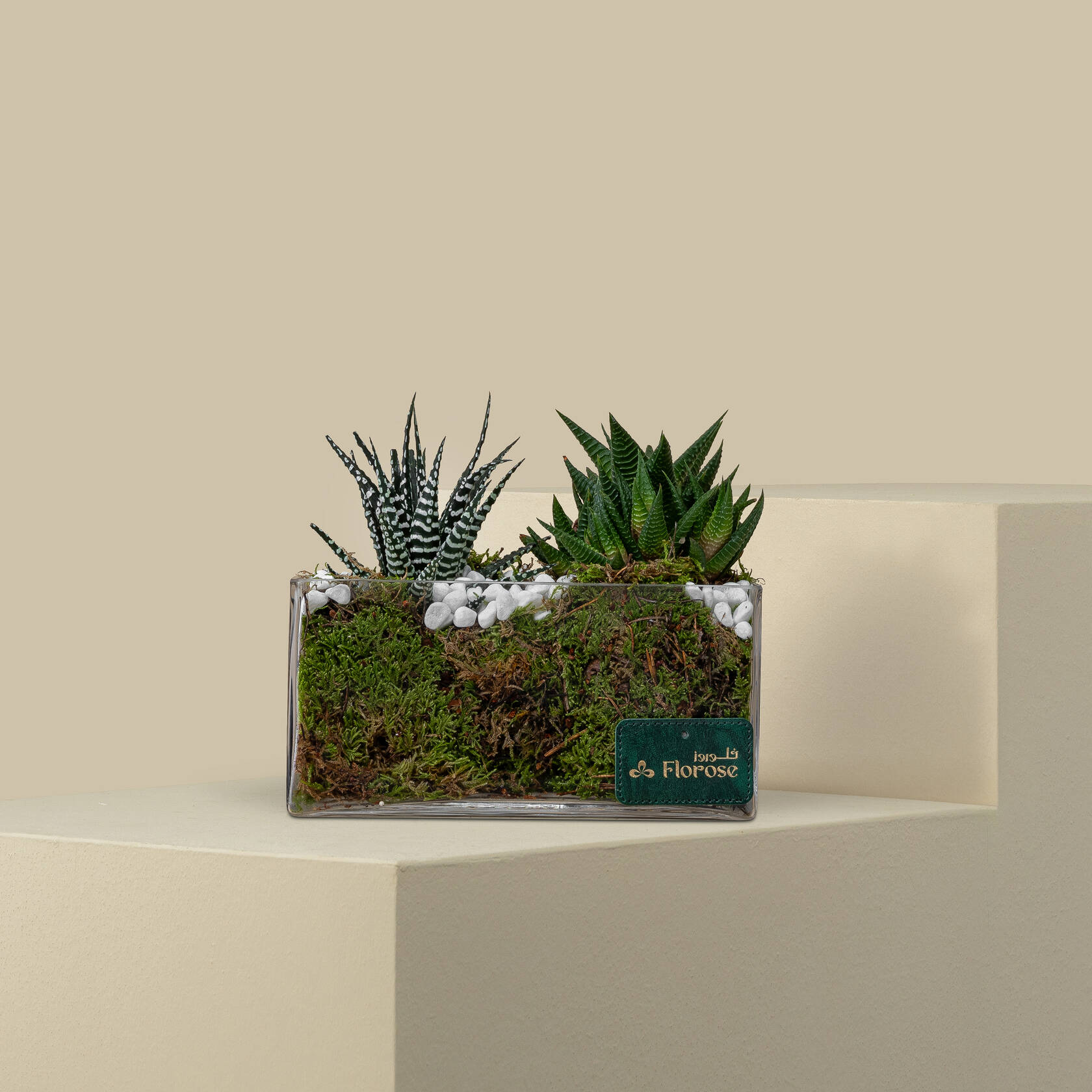 Haworthia Mix Plant Haworthia Mix Plant