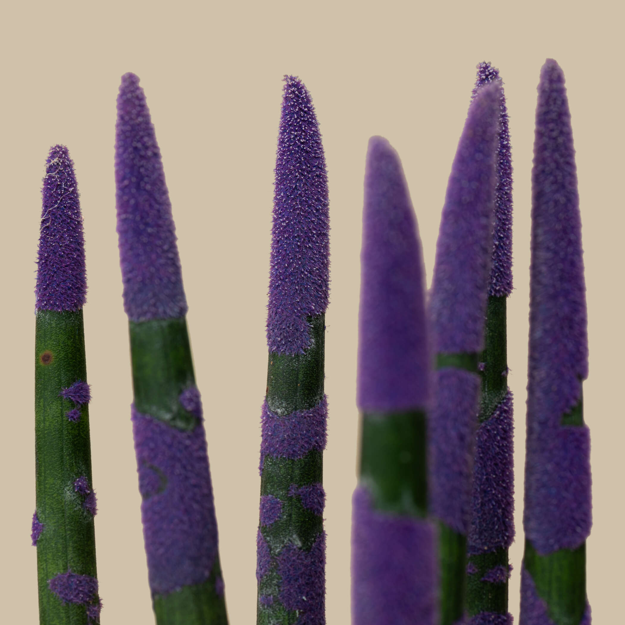 Sansevieria Purple Plant Sansevieria Purple Plant