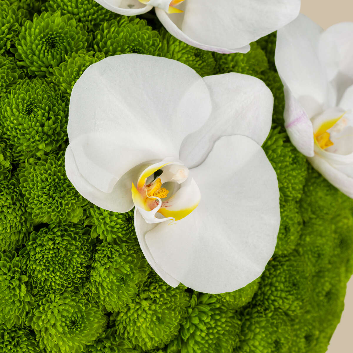 Nature's Charm Basket Nature's Charm Basket