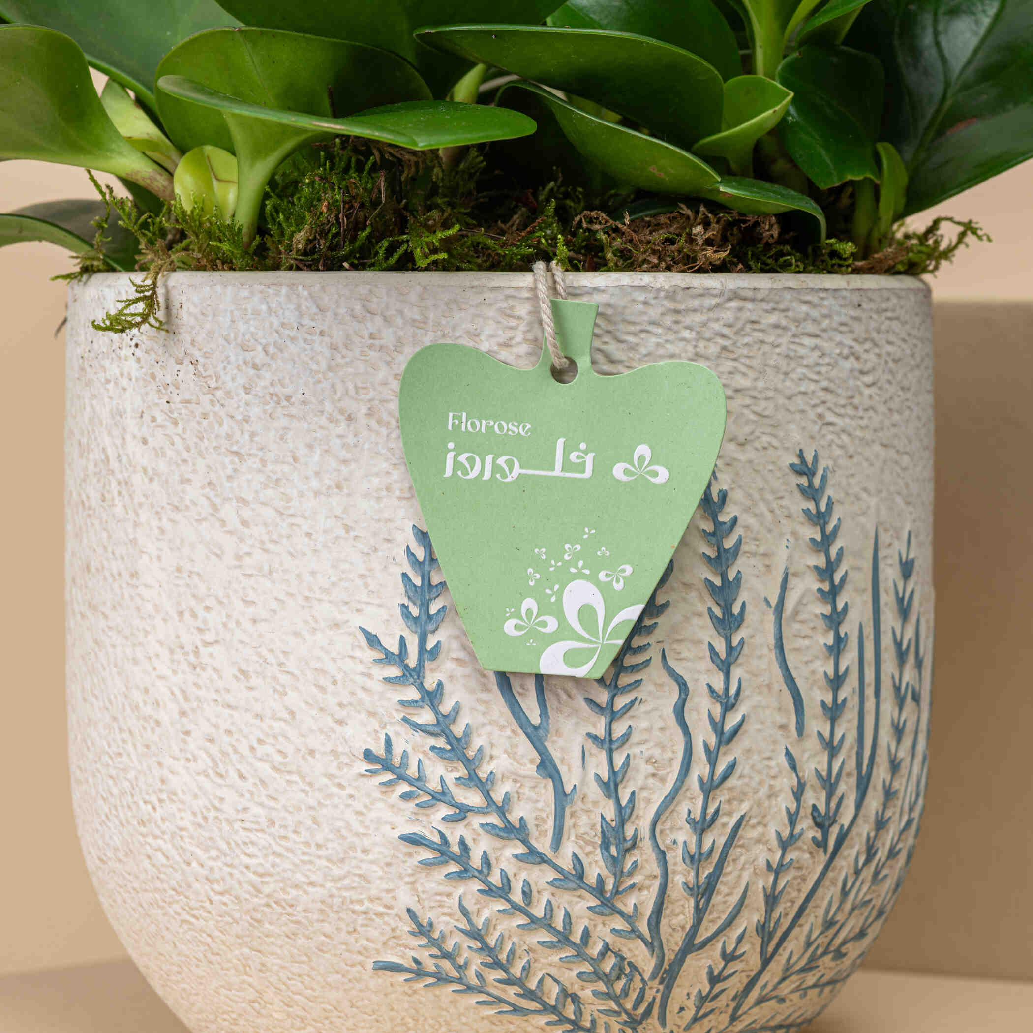 Striking Pepromia Plant Striking Pepromia Plant