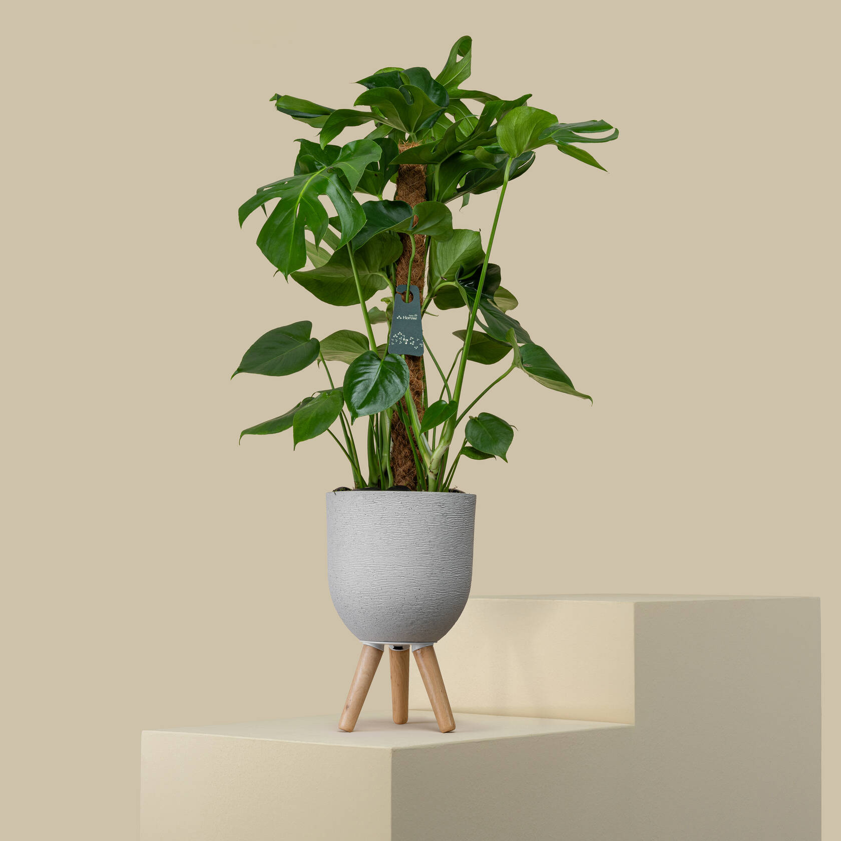 Tall Monstera Plant Tall Monstera Plant