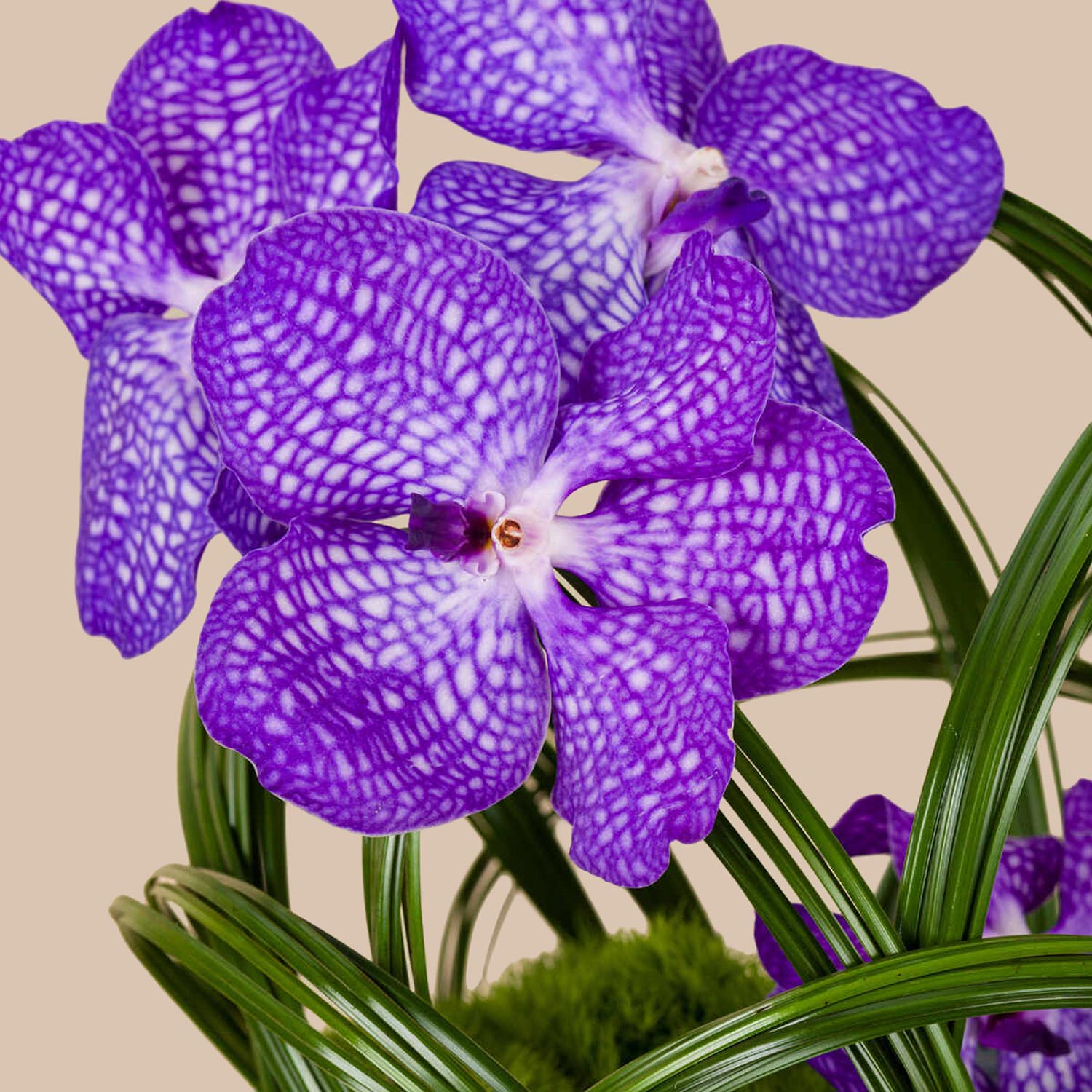 Purple Gleam Basket Purple Gleam Basket