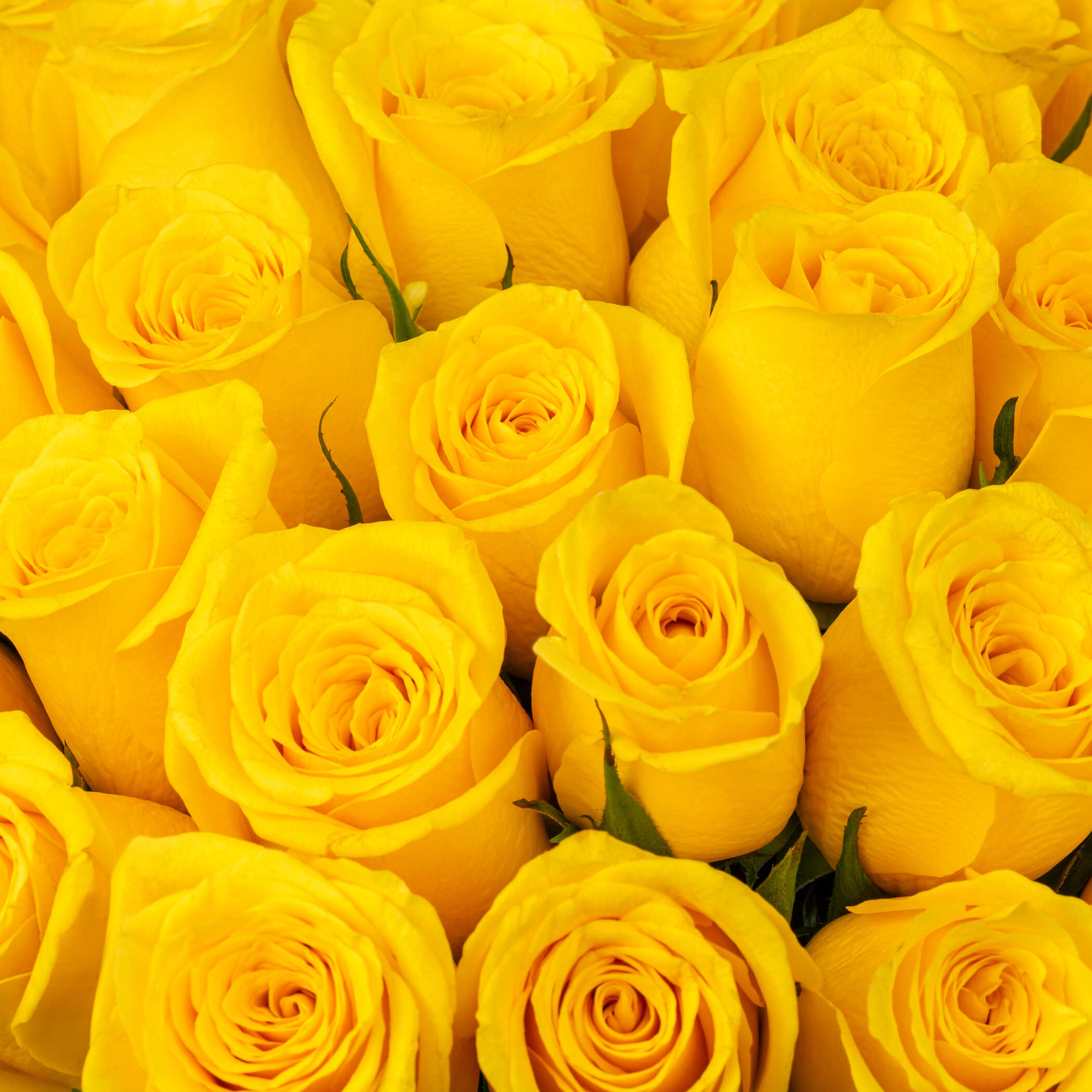 Dazzling Rose Square Vase Yellow | 25 Flowers Dazzling Rose Square Vase Yellow | 25 Flowers