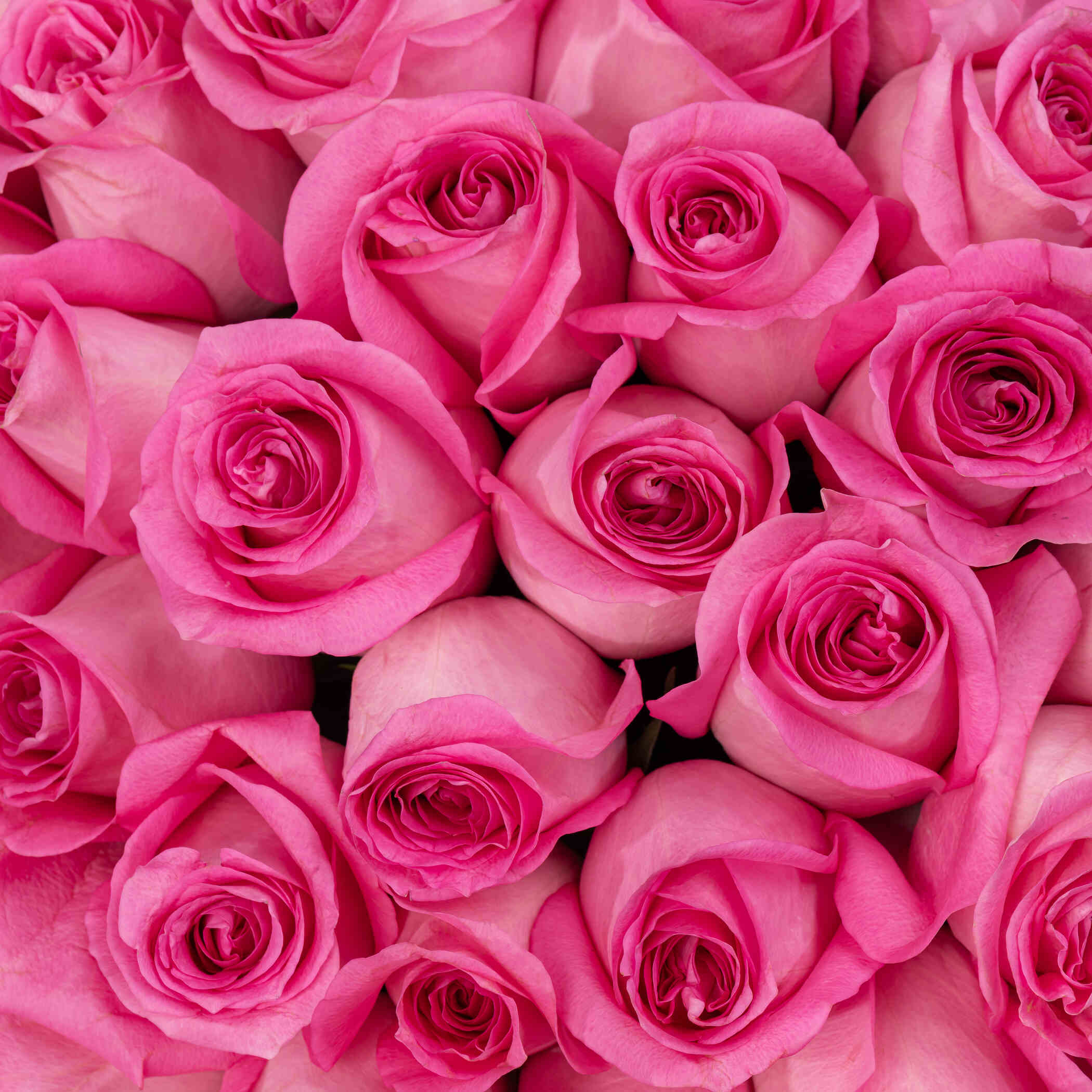 Fancy Rose Bouquet Dark Pink | 50 Flowers Fancy Rose Bouquet Dark Pink | 50 Flowers
