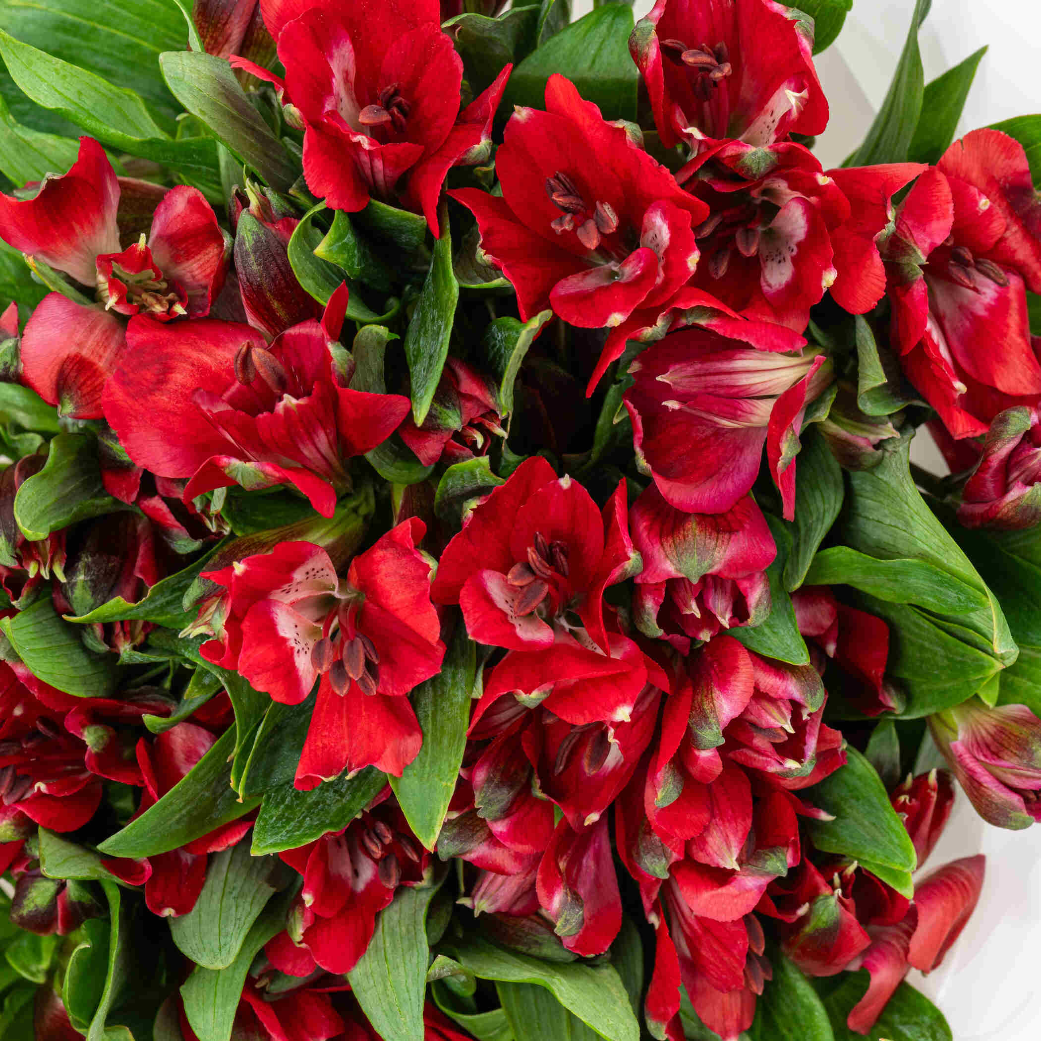 Alstroemeria Red Bouquet Alstroemeria Red Bouquet