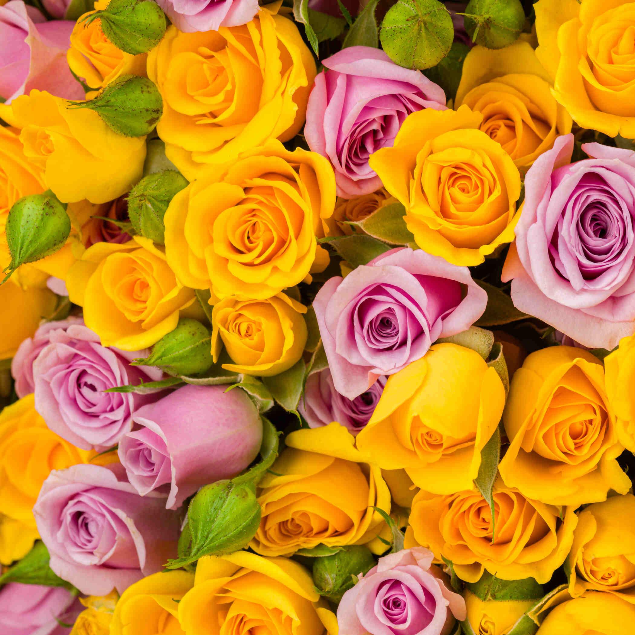 Harmonia Bloom Bouquet Harmonia Bloom Bouquet