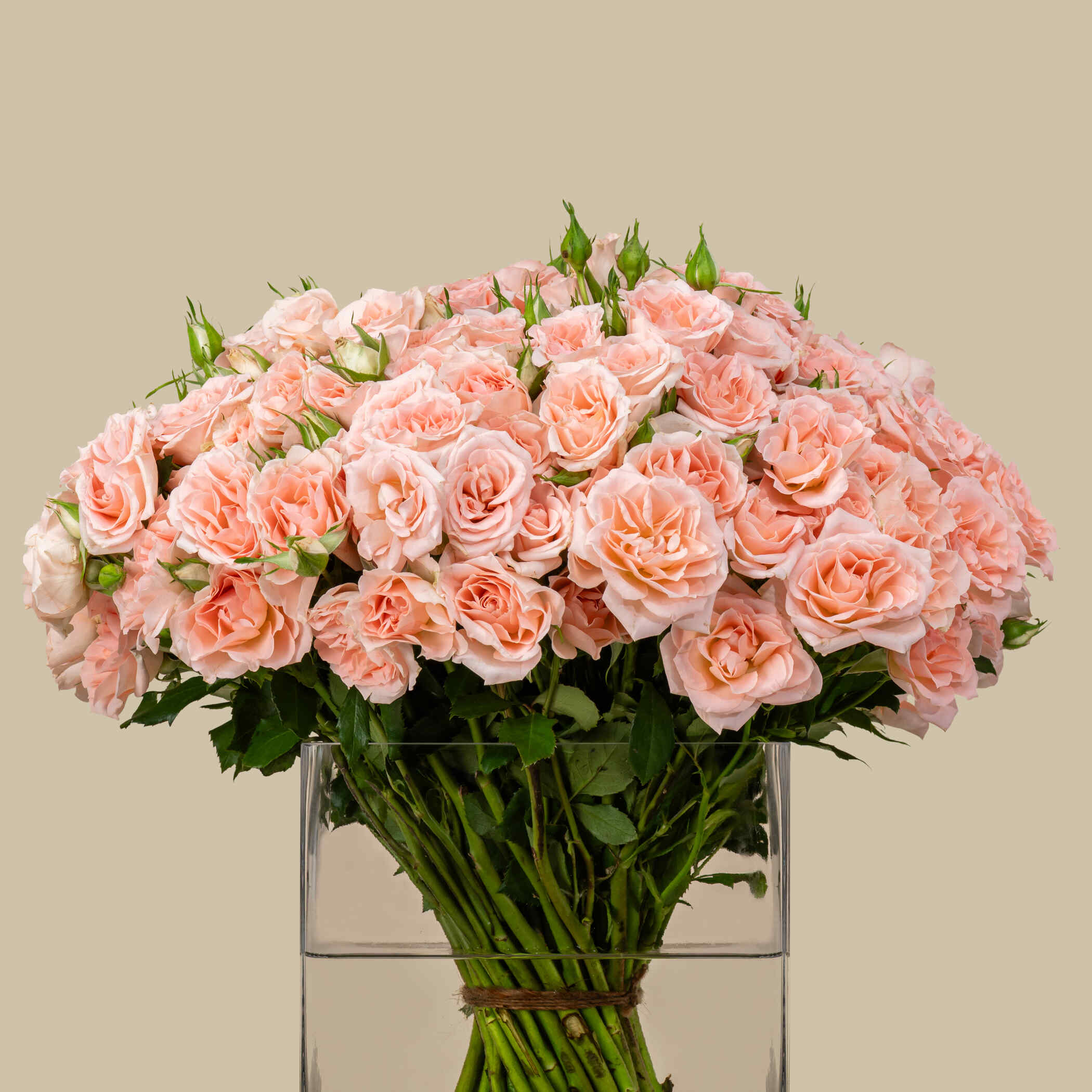 Perfect Spray Rose Square Vase Peach | 50 Flowers Perfect Spray Rose Square Vase Peach | 50 Flowers