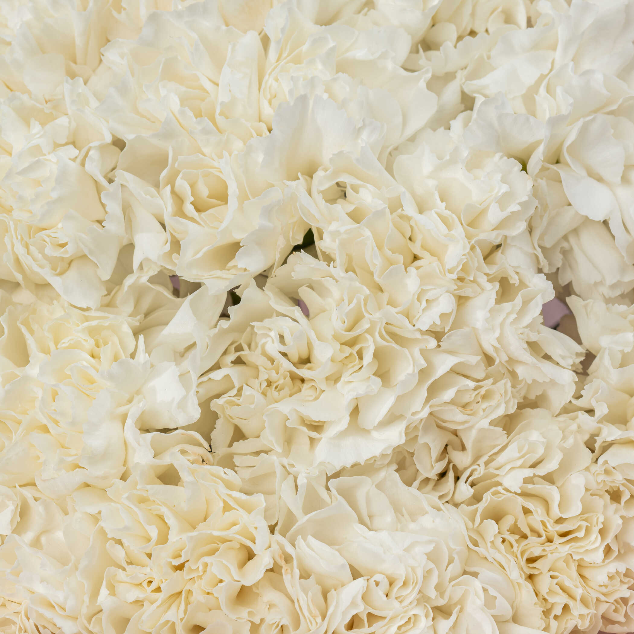 White Carnation Bouquet White Carnation Bouquet