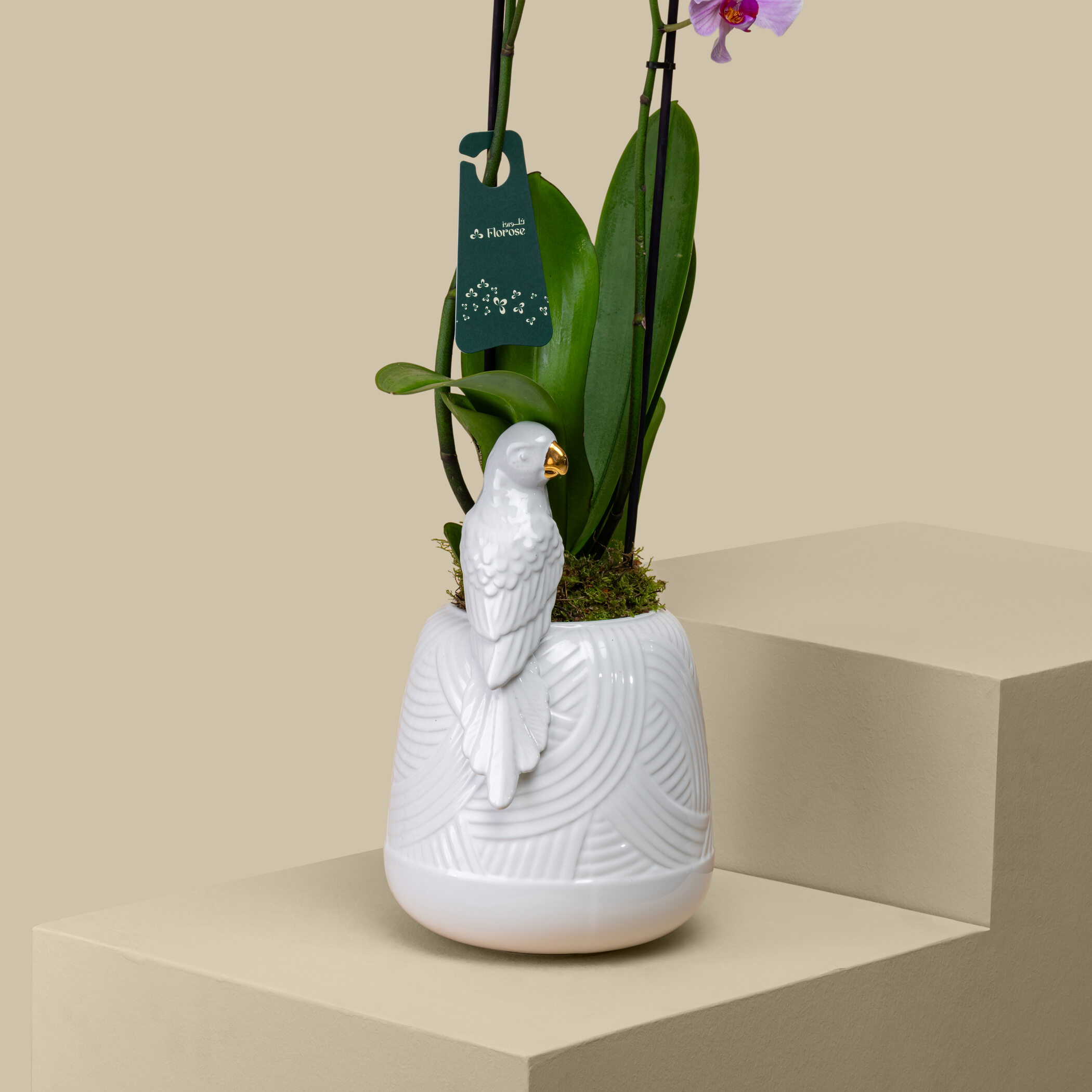 Sophisticated Orchid Sophisticated Orchid