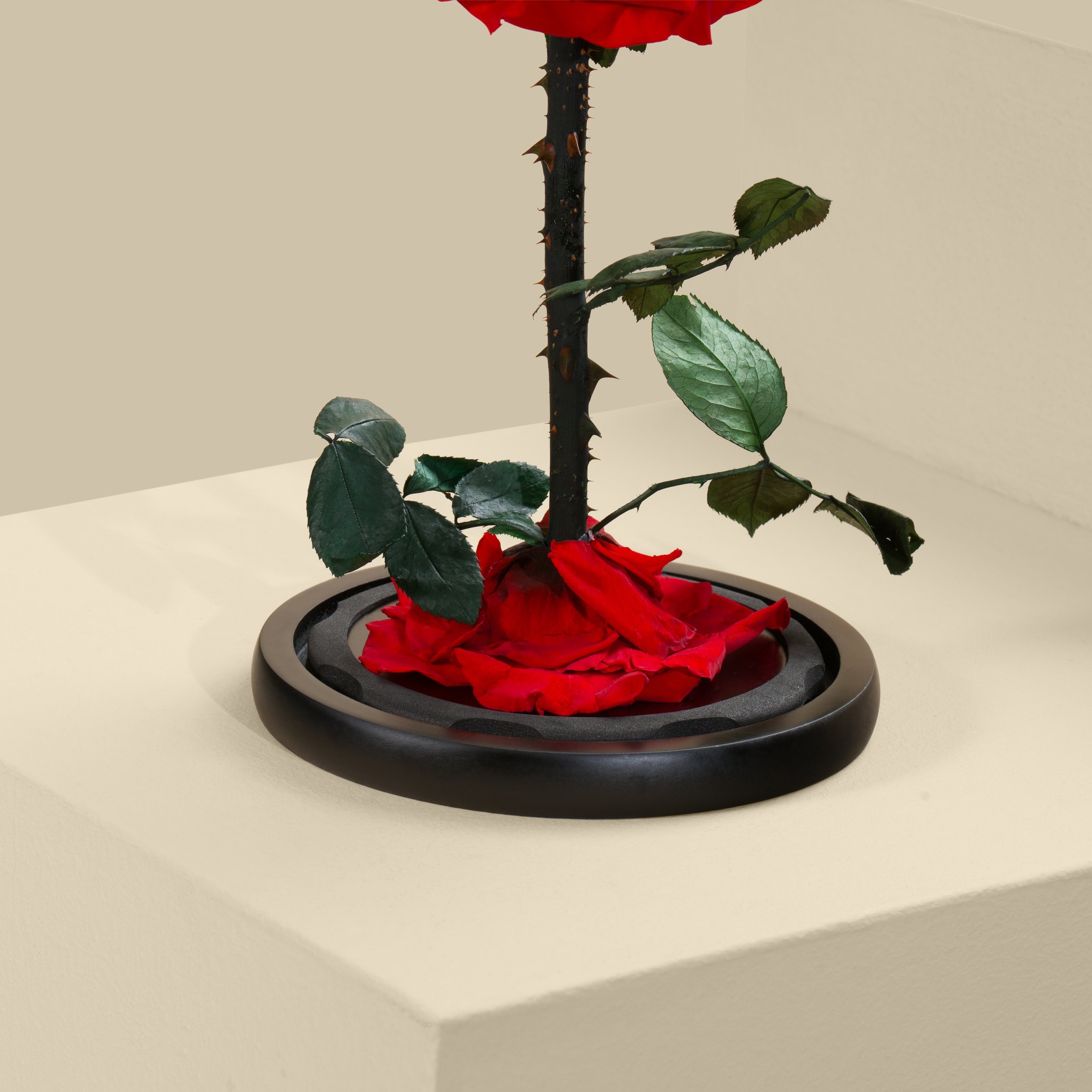Preserved Red Rose Preserved Red Rose