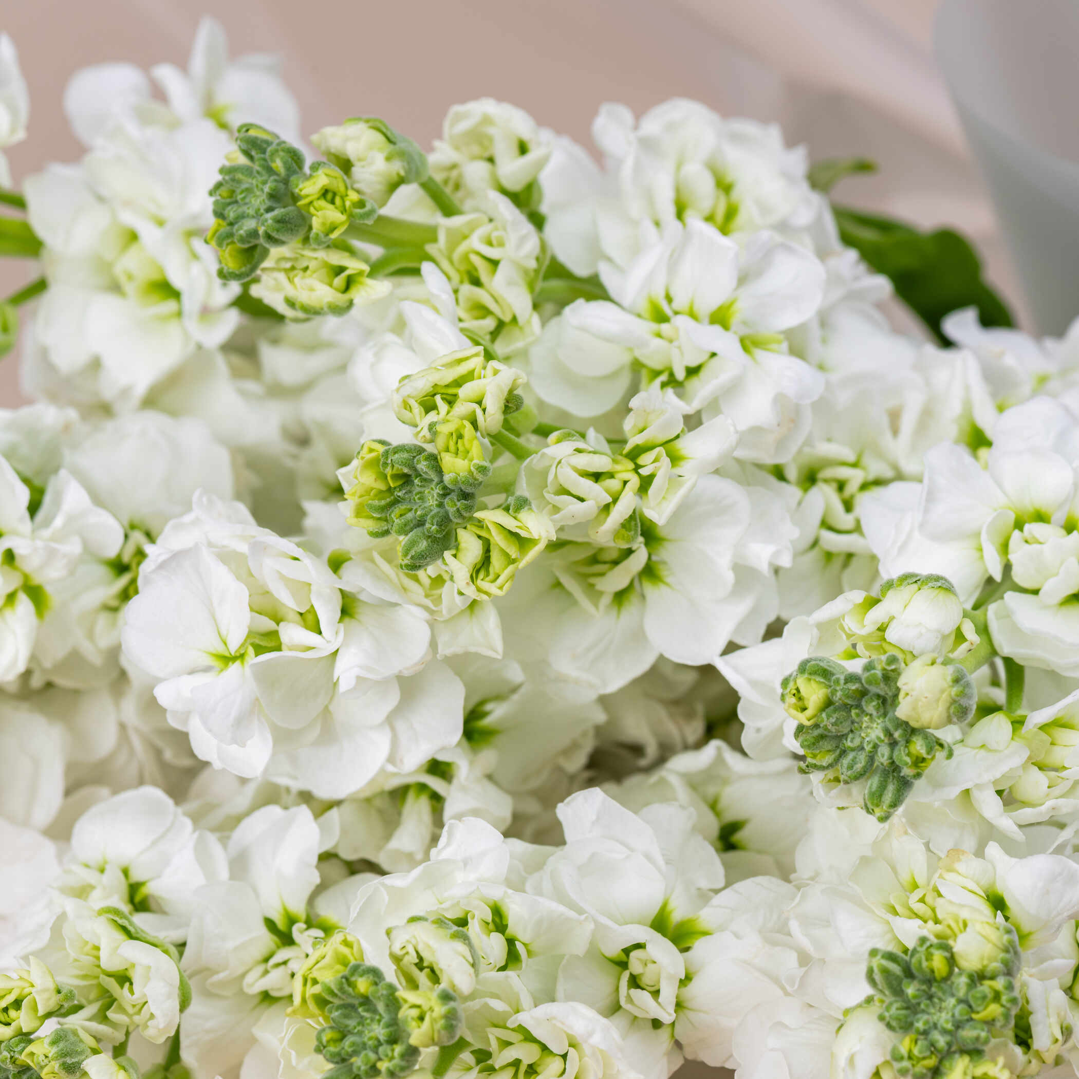 White Matthiola Bouquet White Matthiola Bouquet