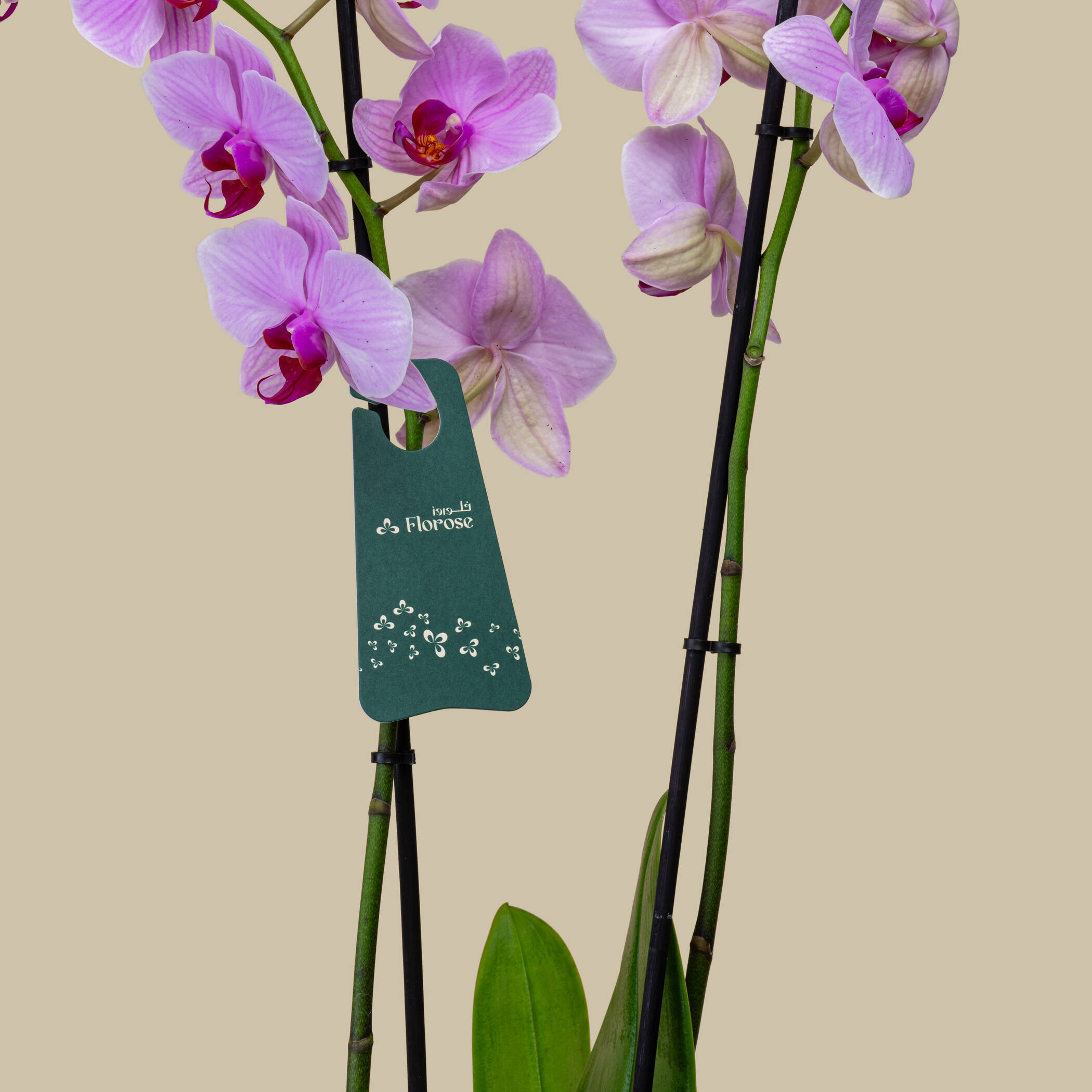 Silky Orchid Plant Silky Orchid Plant