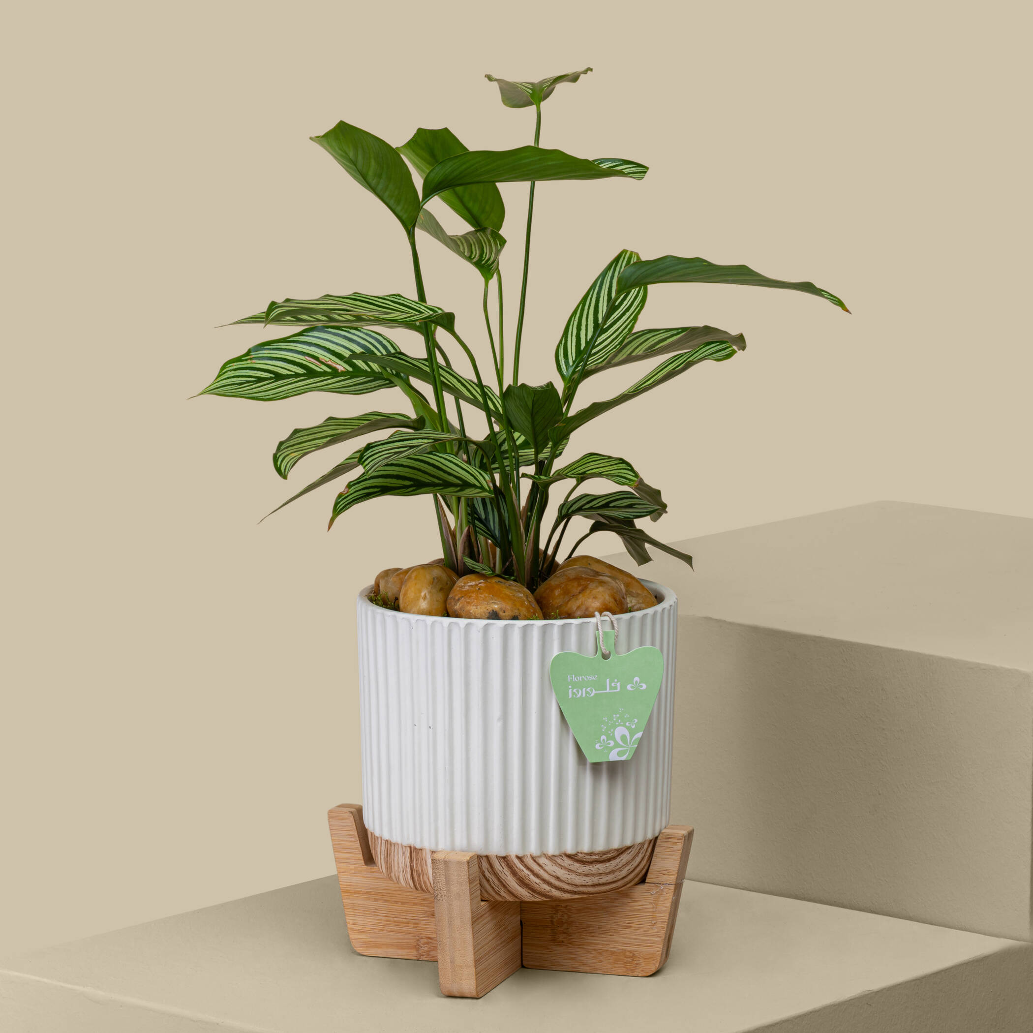 Calathea Tender Plant Calathea Tender Plant