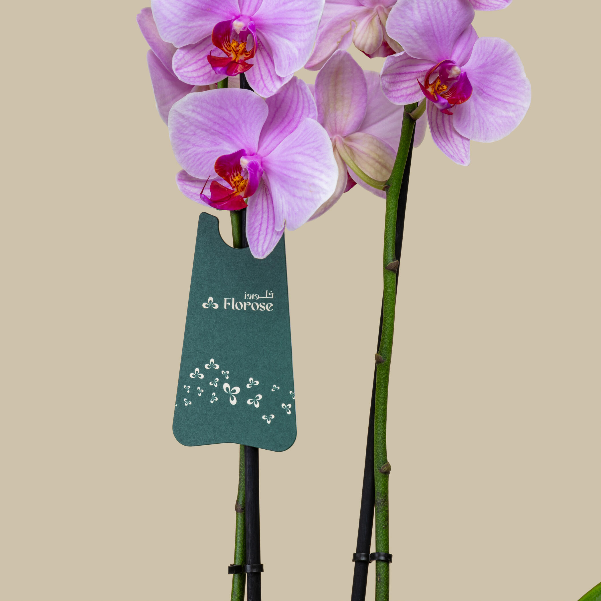 Blooming Orchid Plant Blooming Orchid Plant