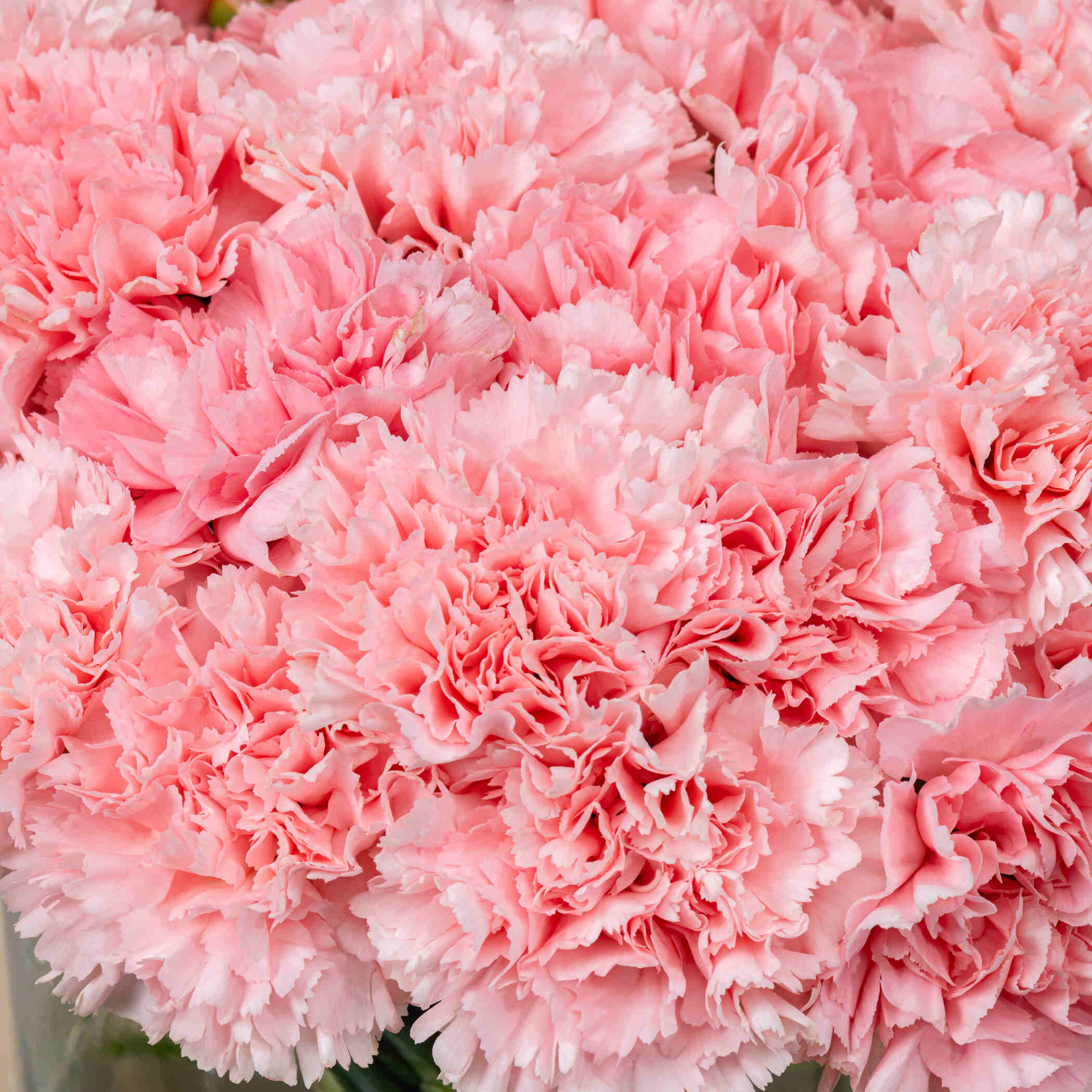 Pink Carnation Vase Pink Carnation Vase